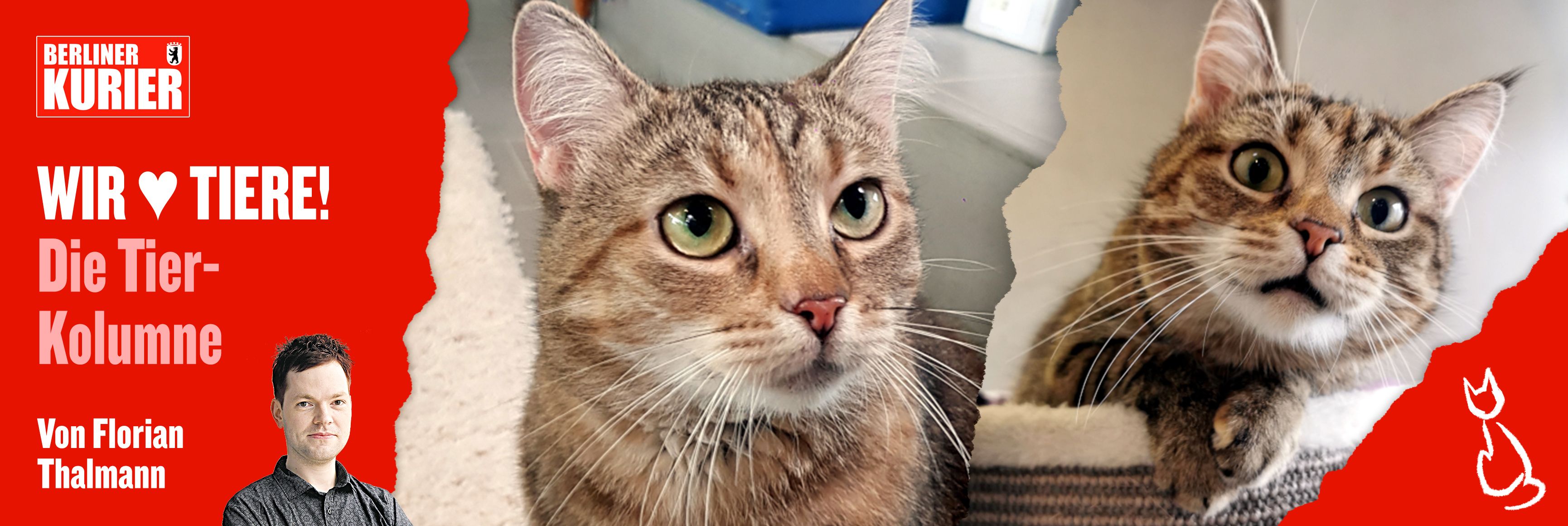 Schicksal aus dem Tierheim Berlin: Wer gibt Katze Mäuschen eine Chance?