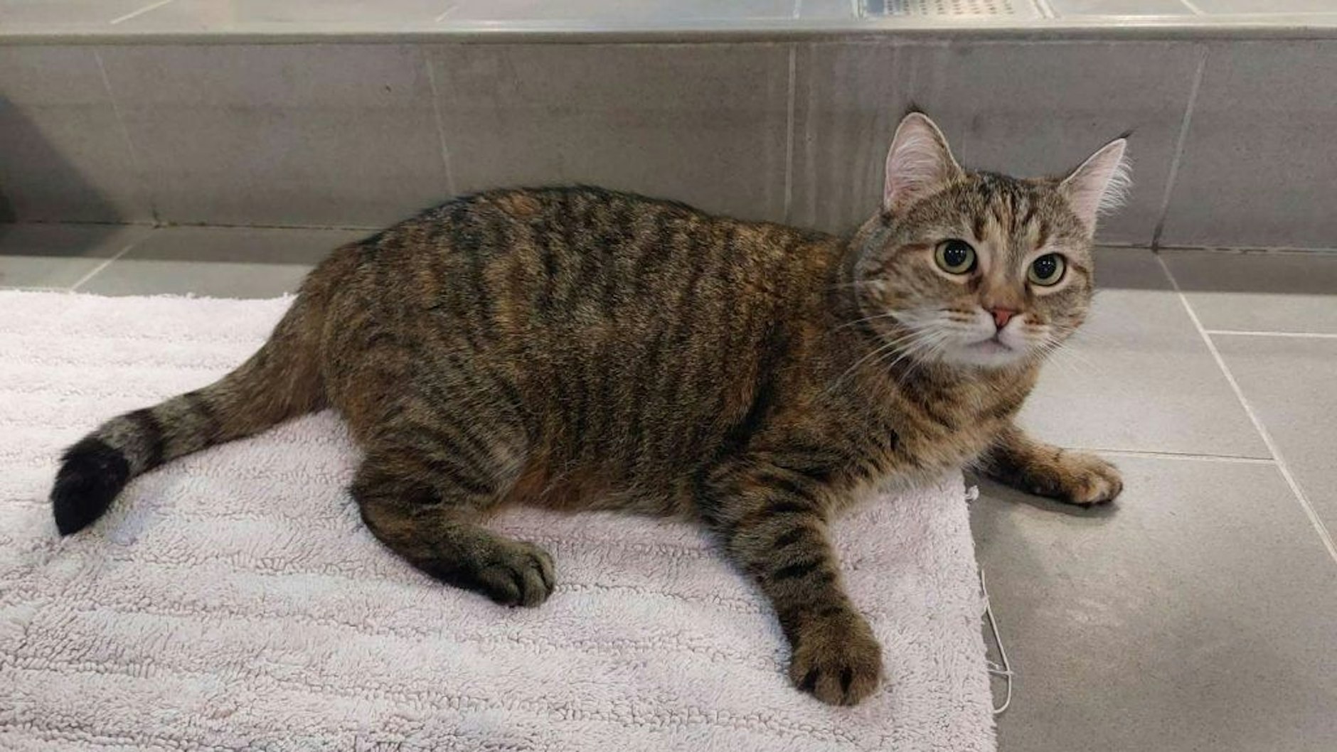 Katze Mäuschen wartet im Tierheim Berlin sehnsüchtig auf ein neues Zuhause.