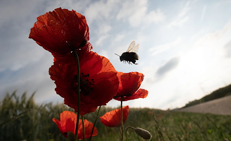 ARCHIV - Eine Hummel fliegt eine Reihe von Mohnblumen an, die von der Morgensonne beleuchtet werden.  