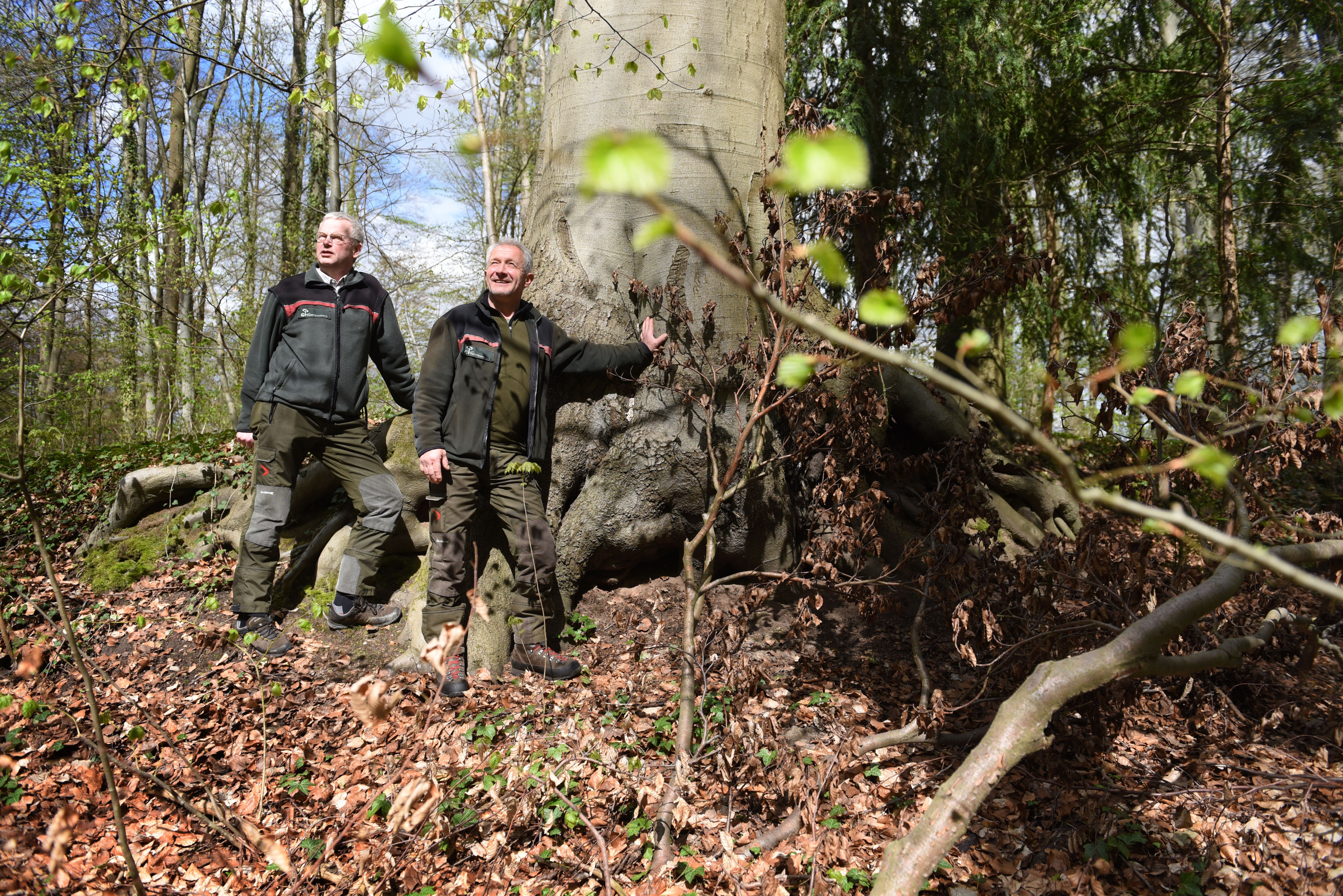 Nicht weit entfernt von Berlin steht der beste deutsche Wald