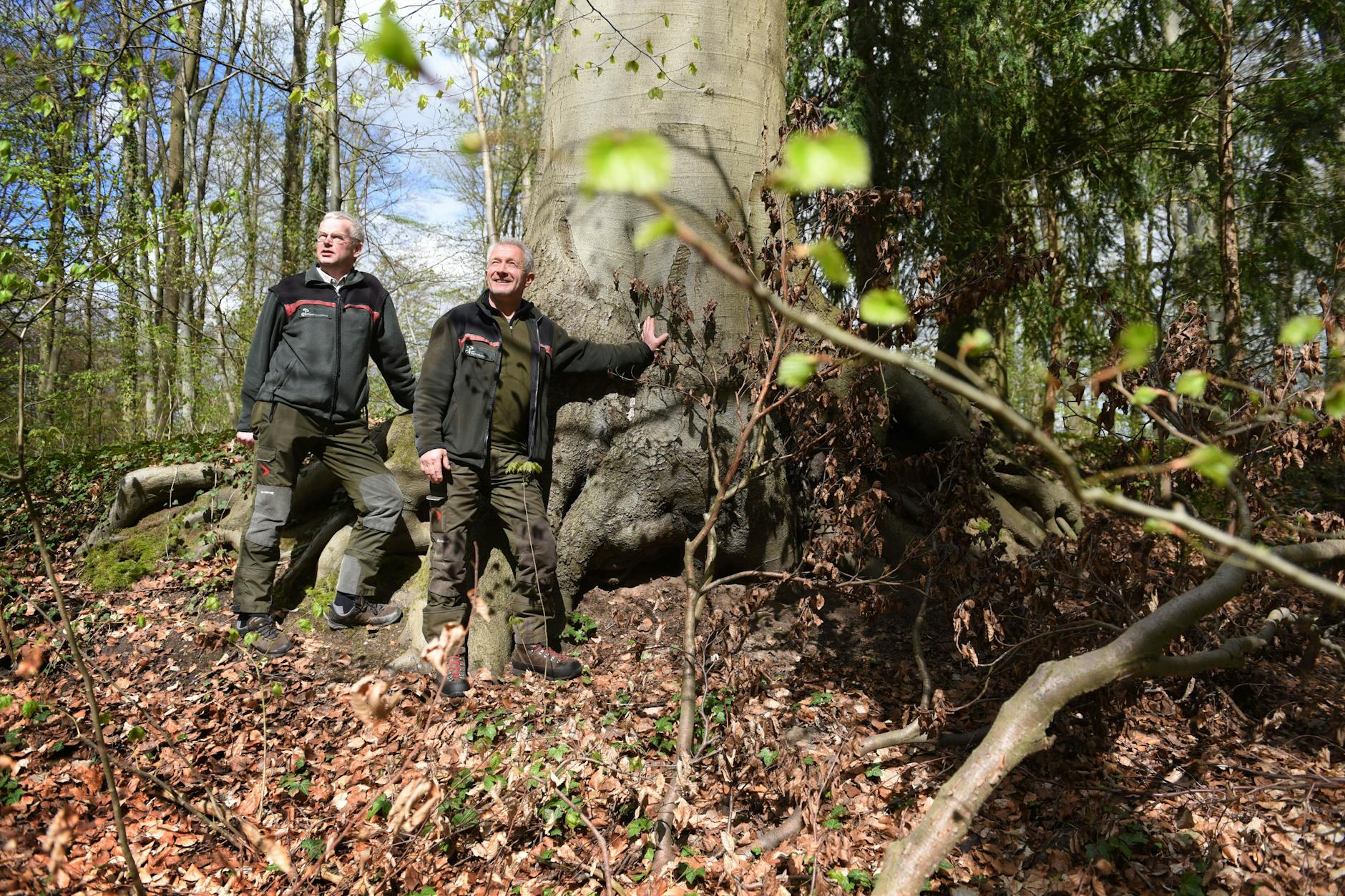 Diese uralte riesige Buche ist zwar der „Herrscher“ in diesem Teil des Waldes. Doch Eberhard Luft und Dietmar Discher (r.) sind die Herren über den gesamten Wald.