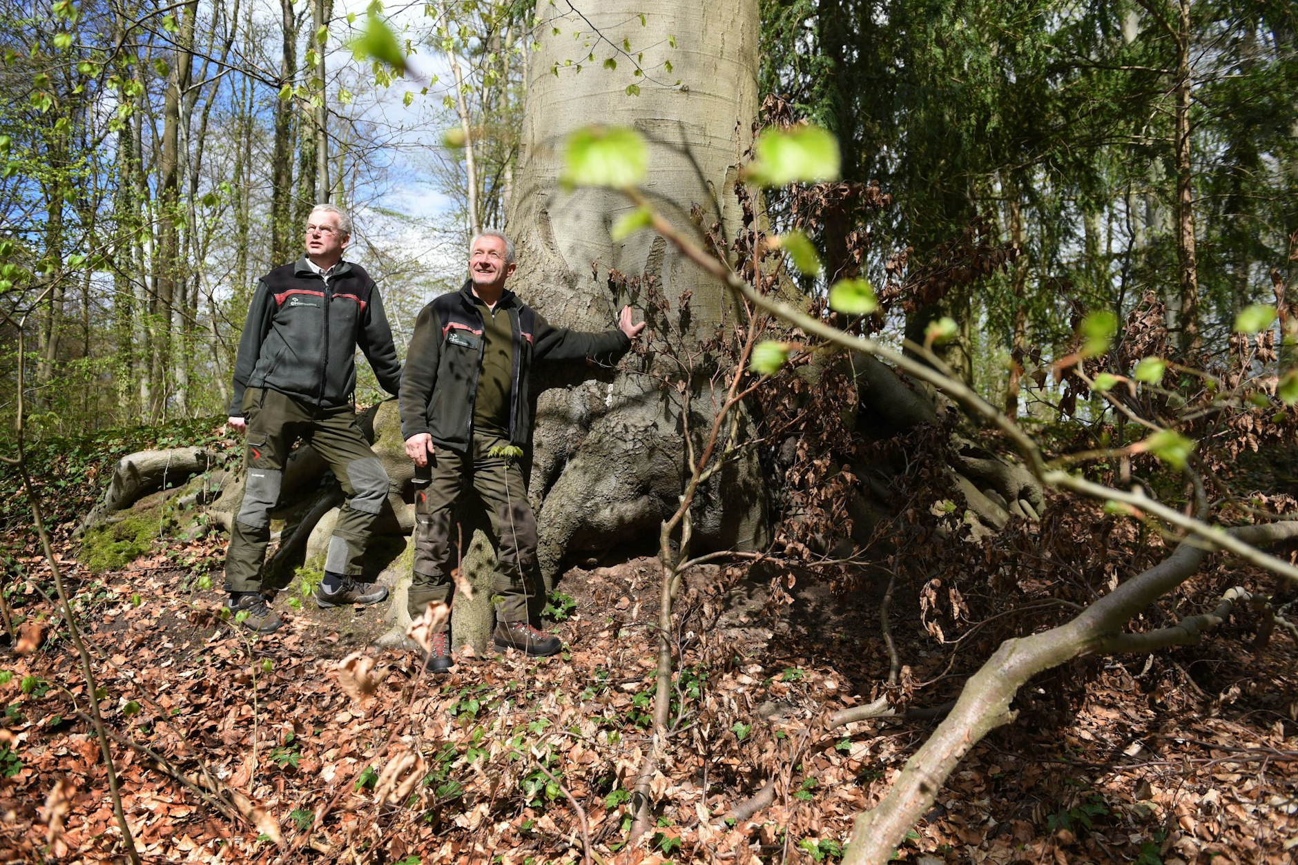 Diese uralte riesige Buche ist zwar der „Herrscher“ in diesem Teil des Waldes. Doch Eberhard Luft und Dietmar Discher (r.) sind die Herren über den gesamten Wald.