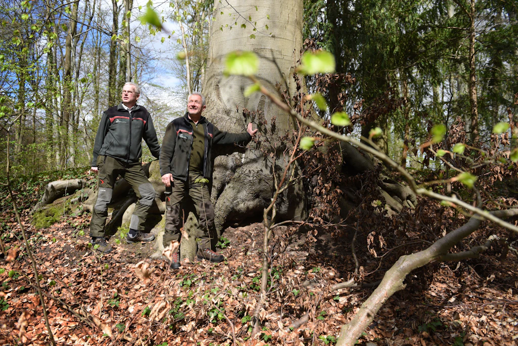 Nicht weit entfernt von Berlin steht der beste deutsche Wald