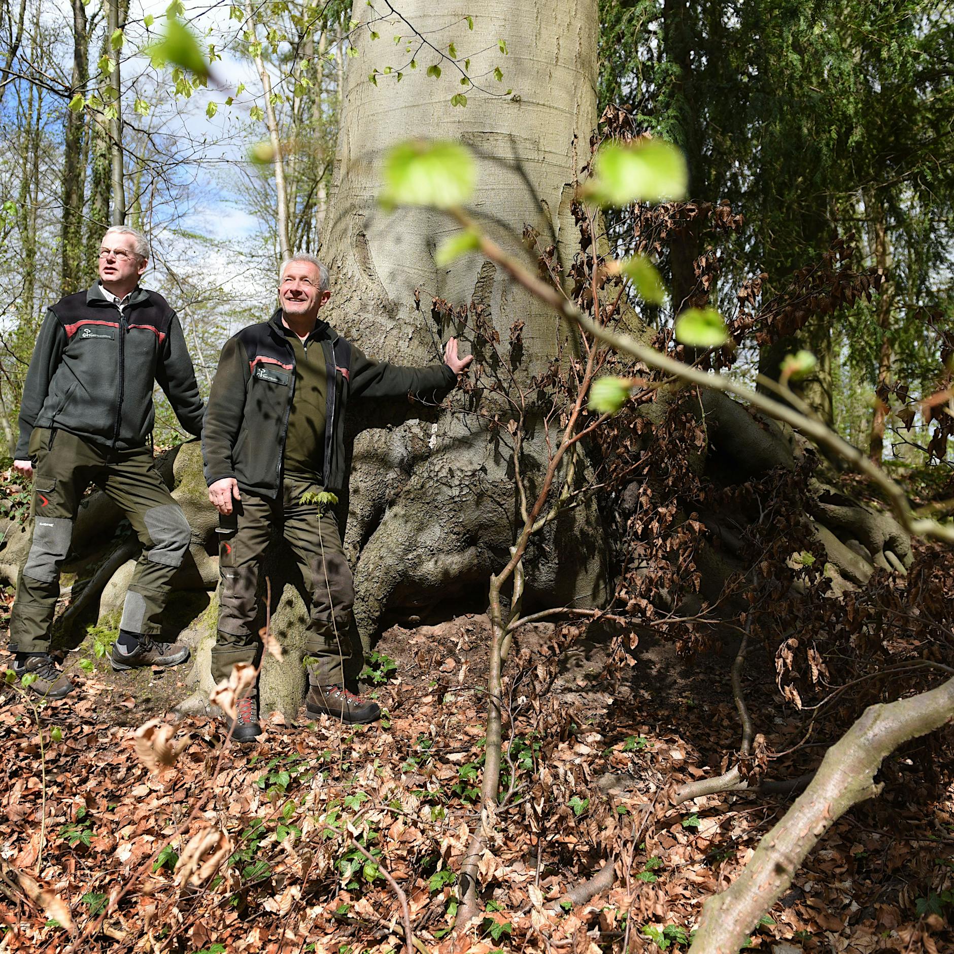 Nicht weit entfernt von Berlin steht der beste deutsche Wald