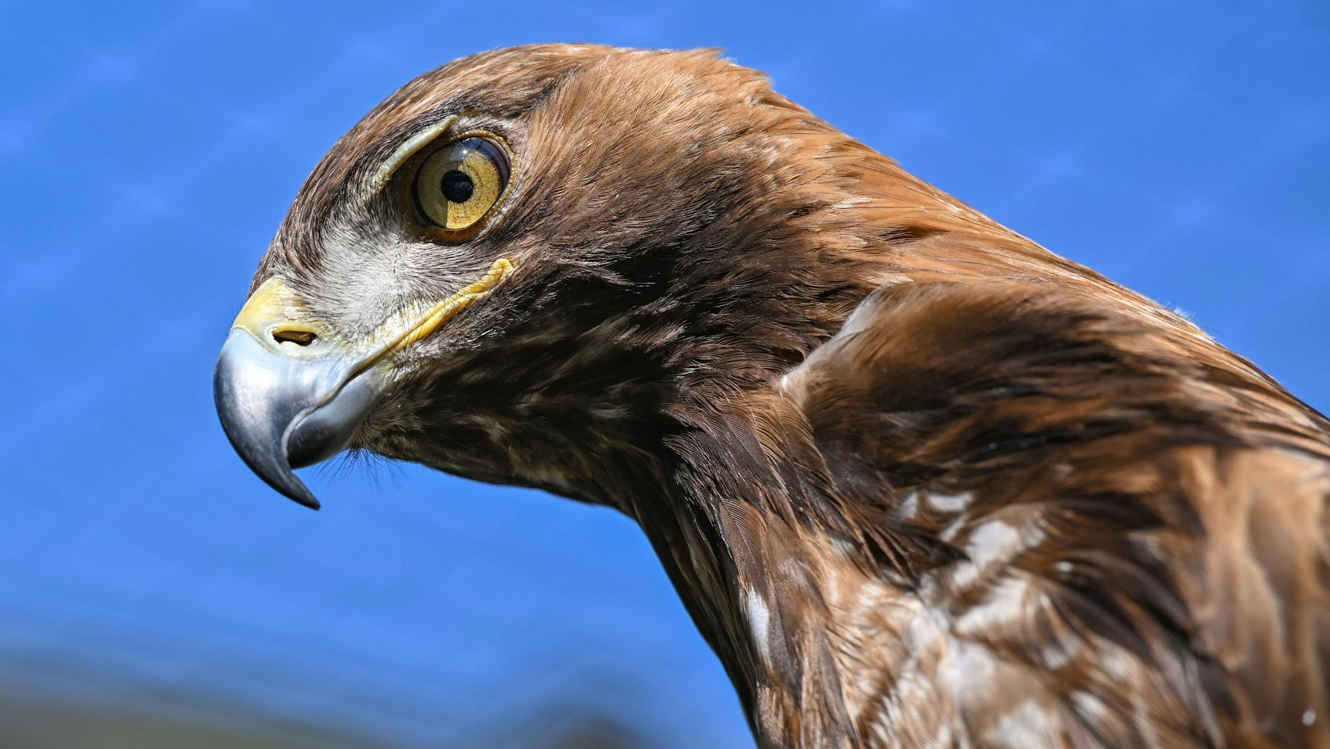 Der Steinadler Tschitan, bekannt aus einem Winnetou-Film, lebt in einem Gehege der Wildtierstation Reddern.