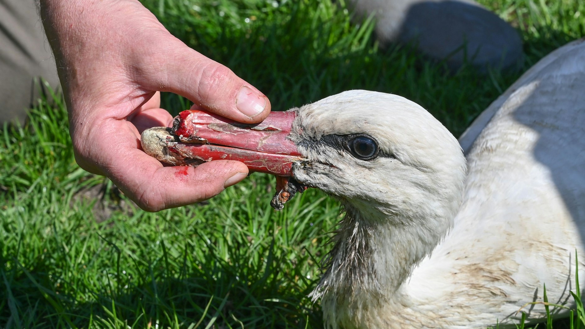 Gernod Heindel begutachtet einen verletzten Weißstorch, der nur noch einen halben Schnabel hat. Das Tier soll eine Prothese bekommen.