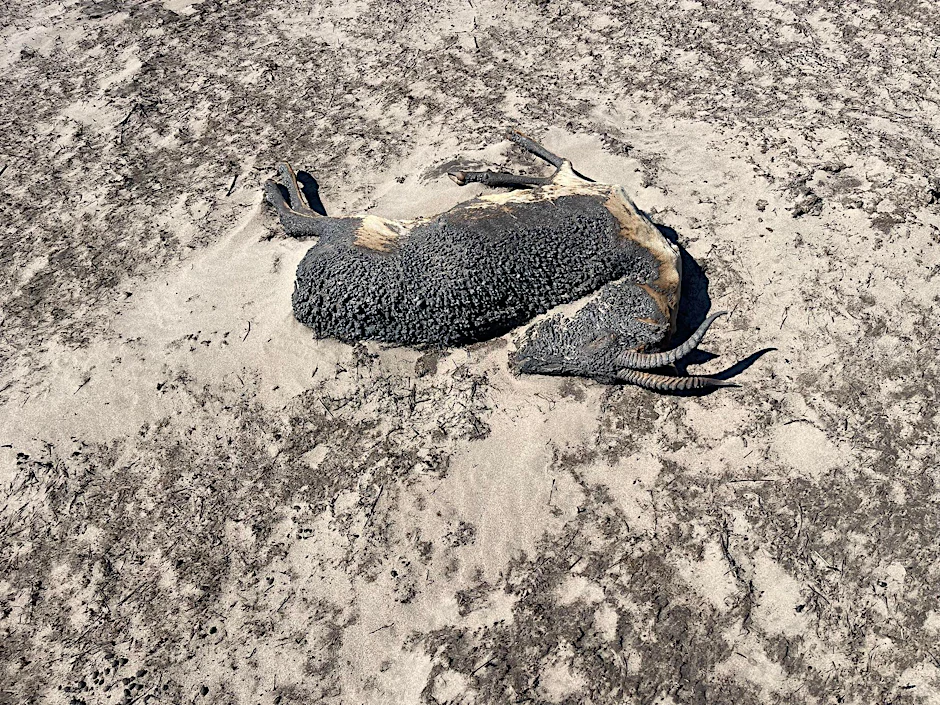 HANDOUT - Die Überreste einer Gazelle, die einem Brand zum Opfer gefallen ist, liegen auf dem Boden. Durch die großen Steppenbrände in der östlichen Mongolei sind viele Gazellen getötet worden.  nt of Dornod province/WWF/dpa