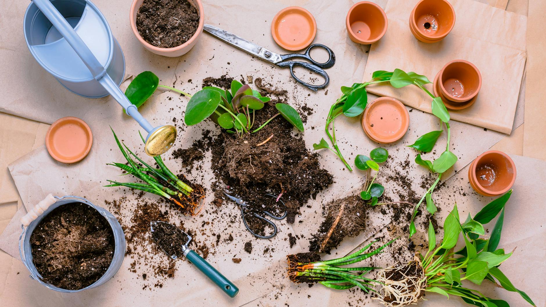 Alte Blumenerde kann man unter bestimmten Bedingungen wiederverwenden.