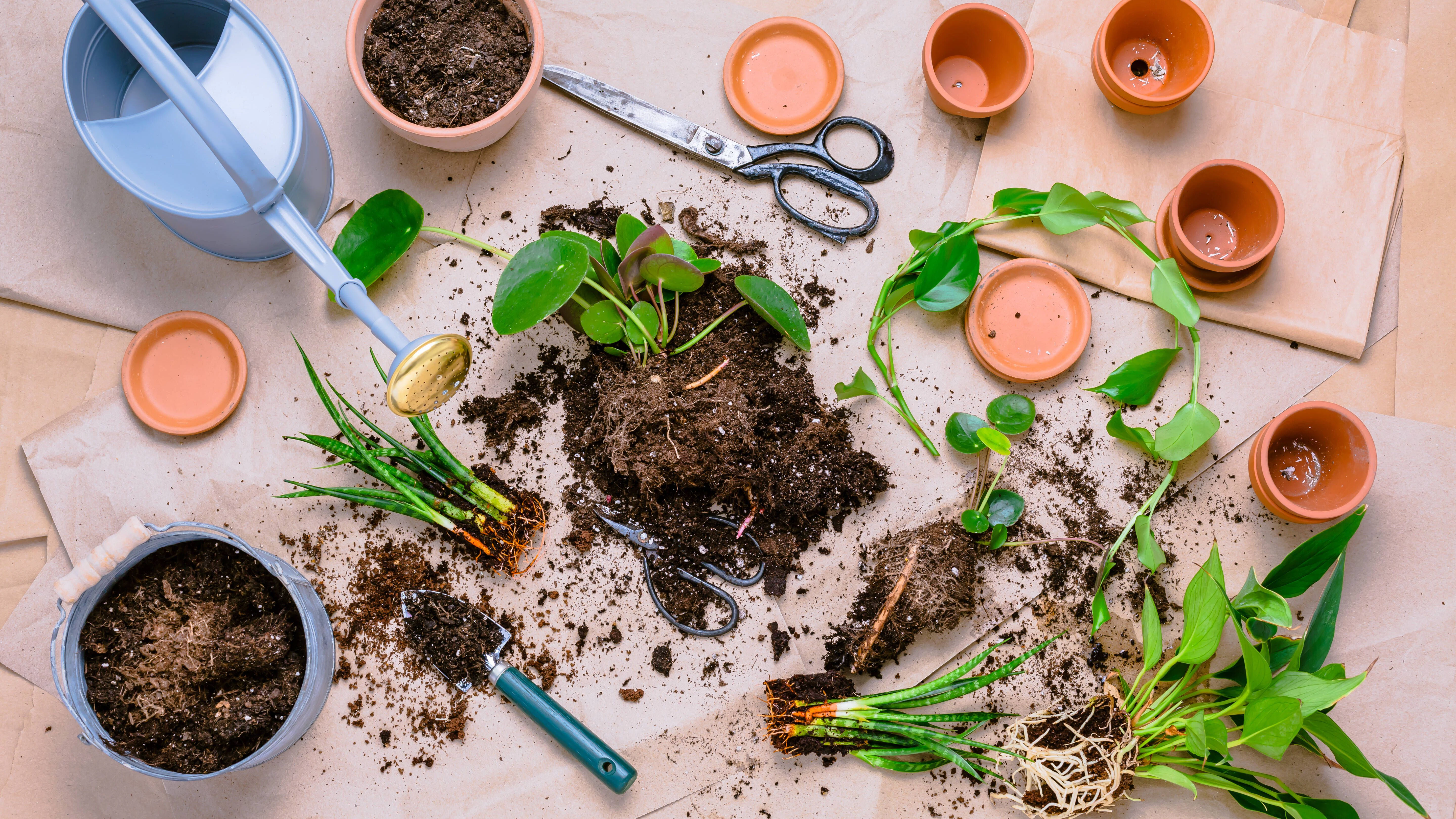 Alte Blumenerde kann man unter bestimmten Bedingungen wiederverwenden.