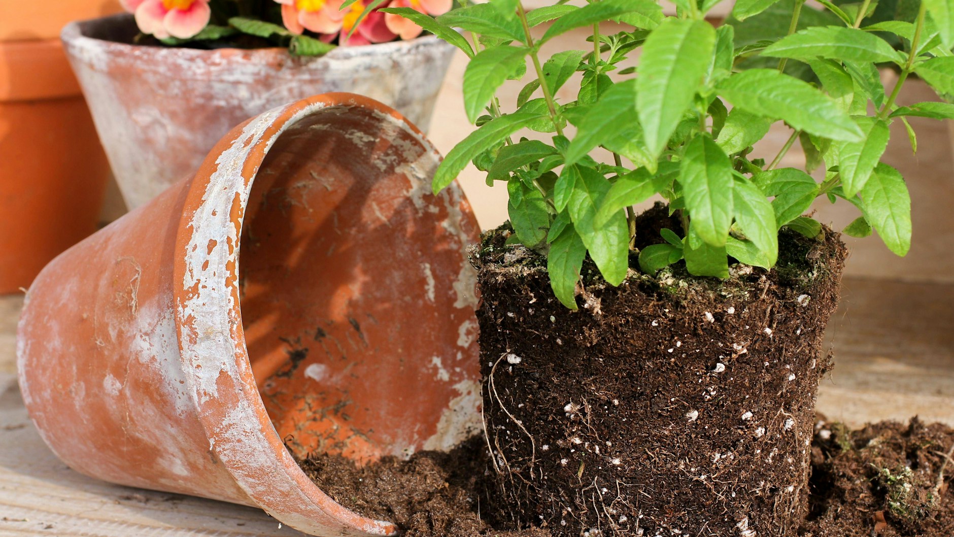 Aus Kübel oder Balkonkasten: Kann man alte Blumenerde noch verwenden?