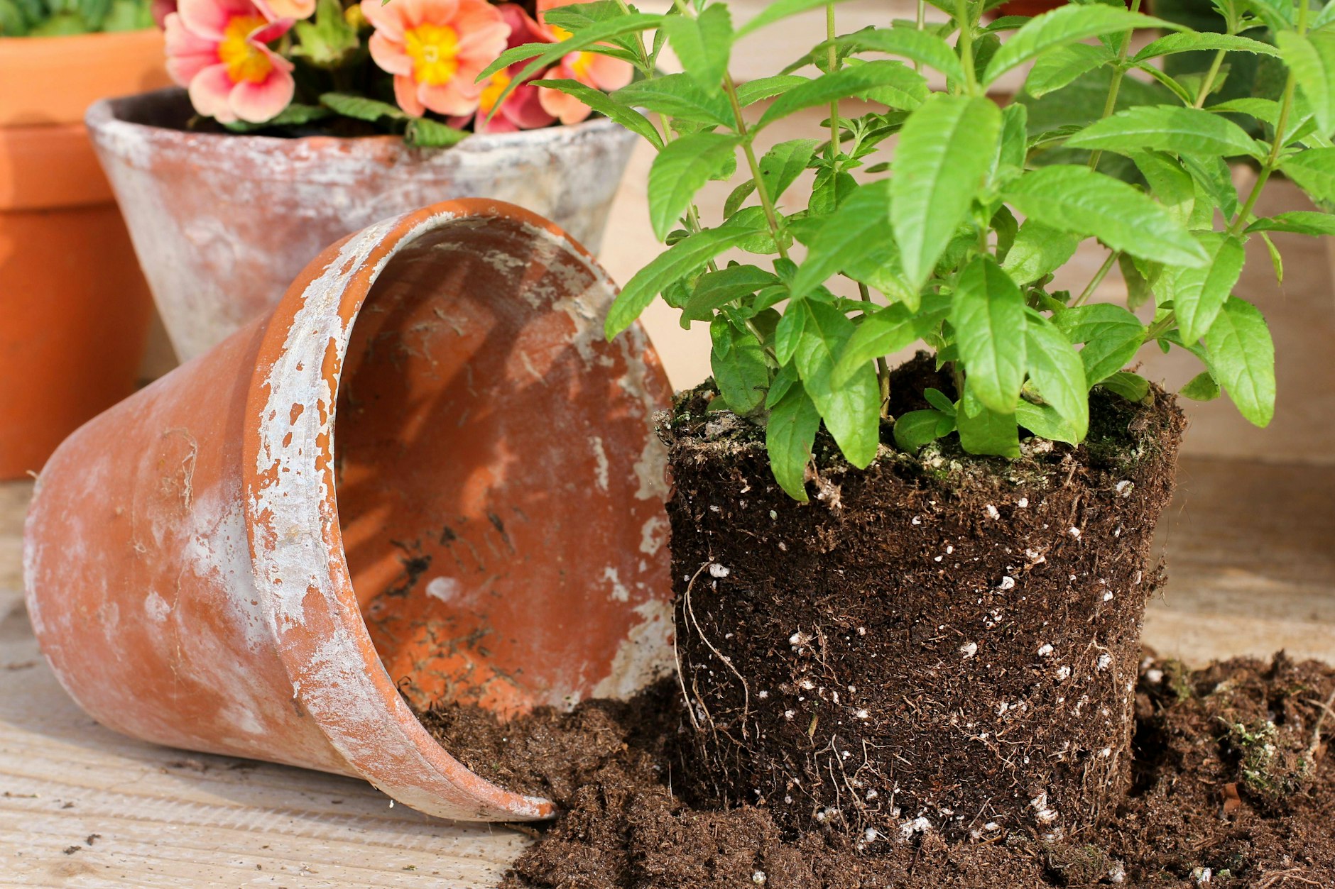 Kann man alte Blumenerde wiederverwenden? Ja, wenn die Pflanzen nicht krank waren. Wir verraten, wie das geht.