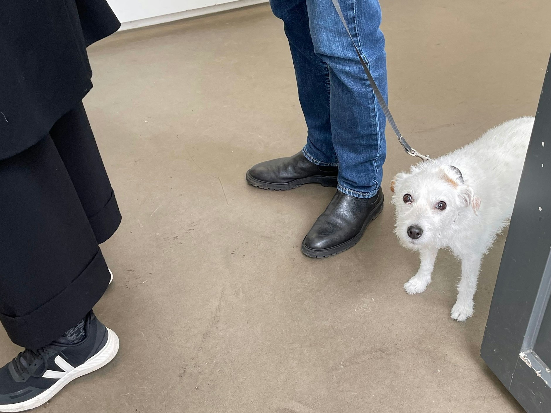 Hätte gerne lieber ein Würstchen statt Kunst in der Galerie Eigen + Art: dieser weiße Wauwau.