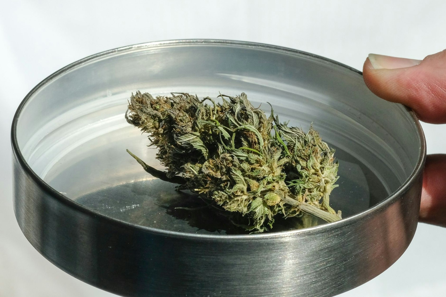 Vier bis acht Euro pro Gramm: So viel soll Cannabis in Berlin voraussichtlich kosten.