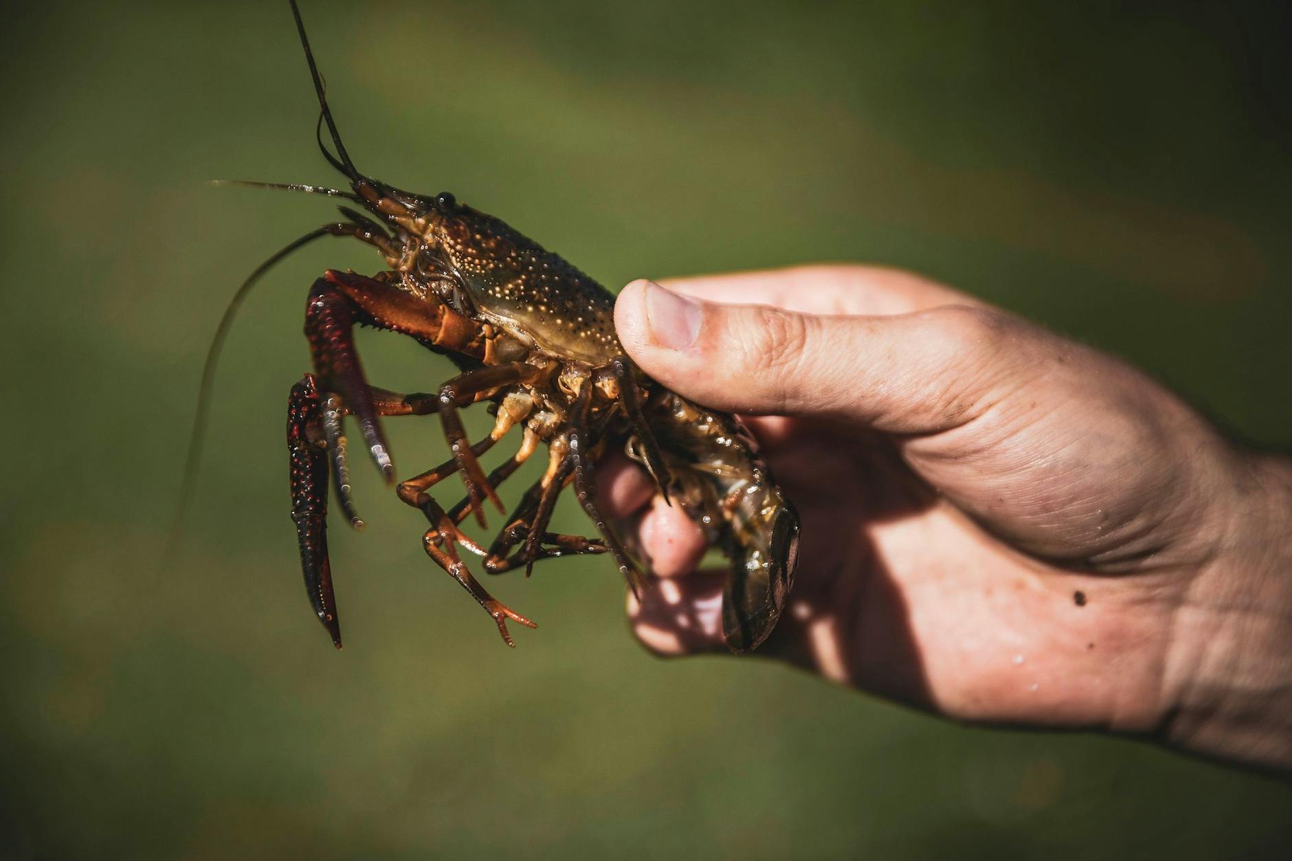 Der Rote Amerikanische Sumpfkrebs steht in der EU-Liste der invasiven Arten.