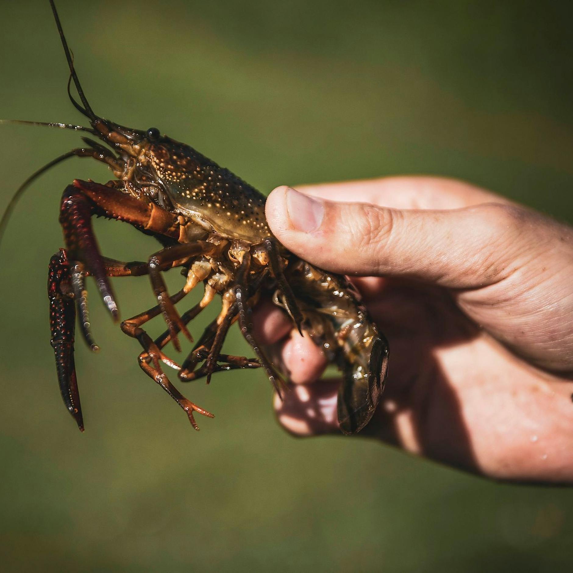 Berlin kapituliert vorm Sumpfkrebs: Er breitet sich immer weiter aus