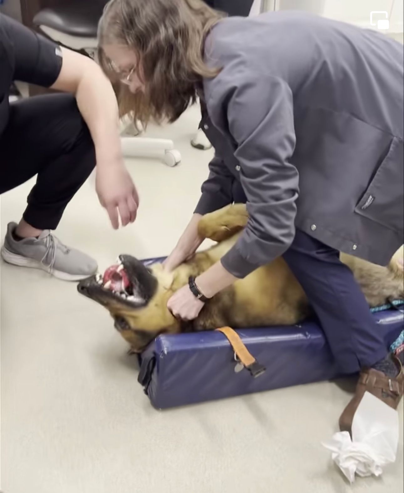 Image - Tierärztin rettete Schäferhund vorm Ersticken +++ mit Video!