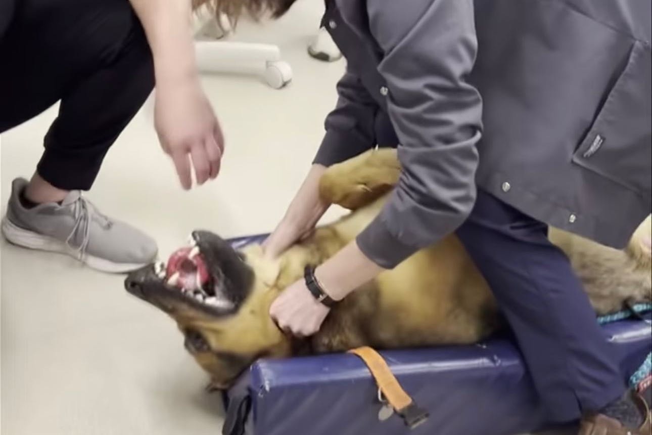 Dr. Margaret Hunt hatte nur wenige Sekunden Zeit, ehe ihr vierbeiniger Patient an einem Spielzeug in der Luftröhre erstickt wäre.