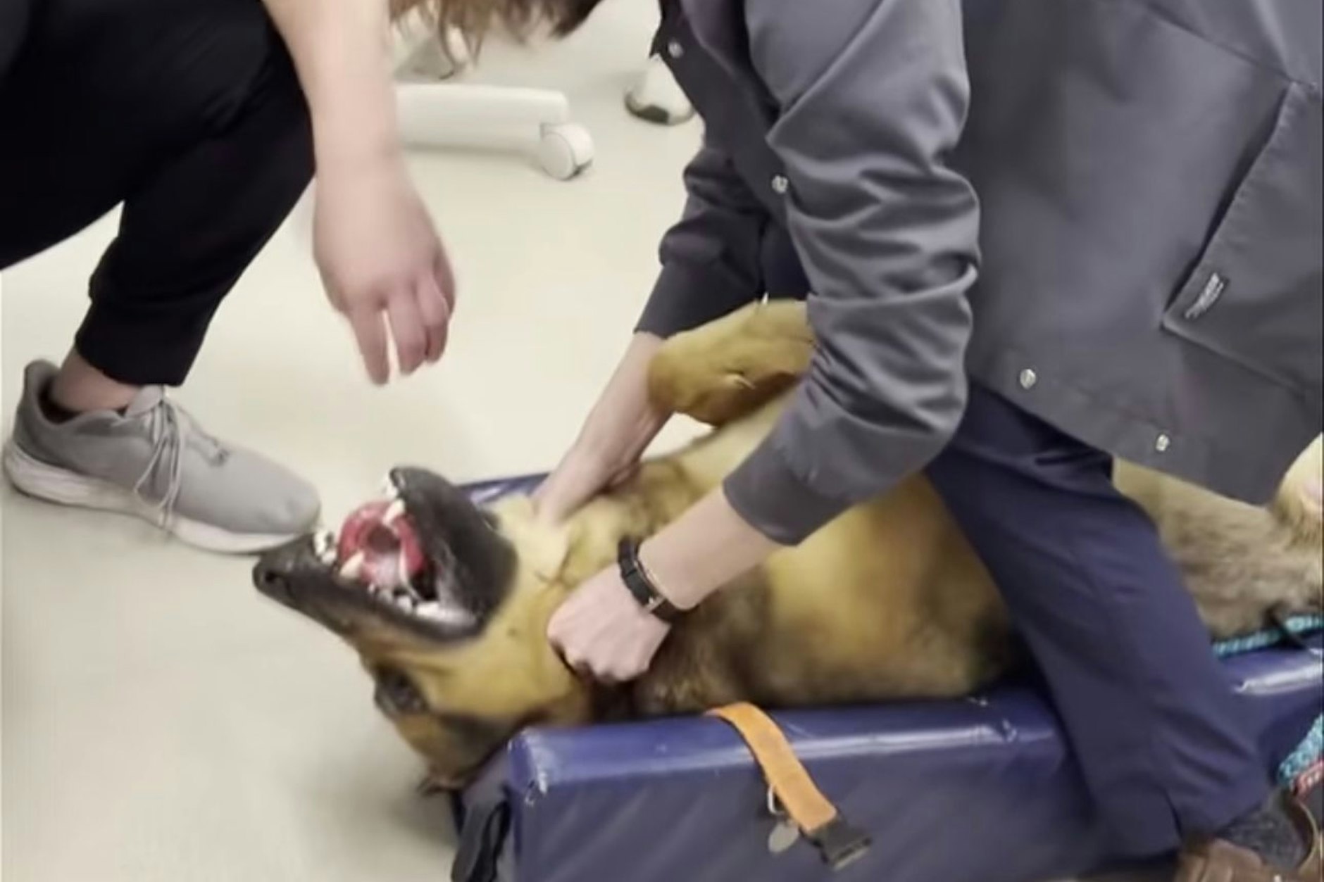 Dr. Margaret Hunt hatte nur wenige Sekunden Zeit, ehe ihr vierbeiniger Patient an einem Spielzeug in der Luftröhre erstickt wäre.