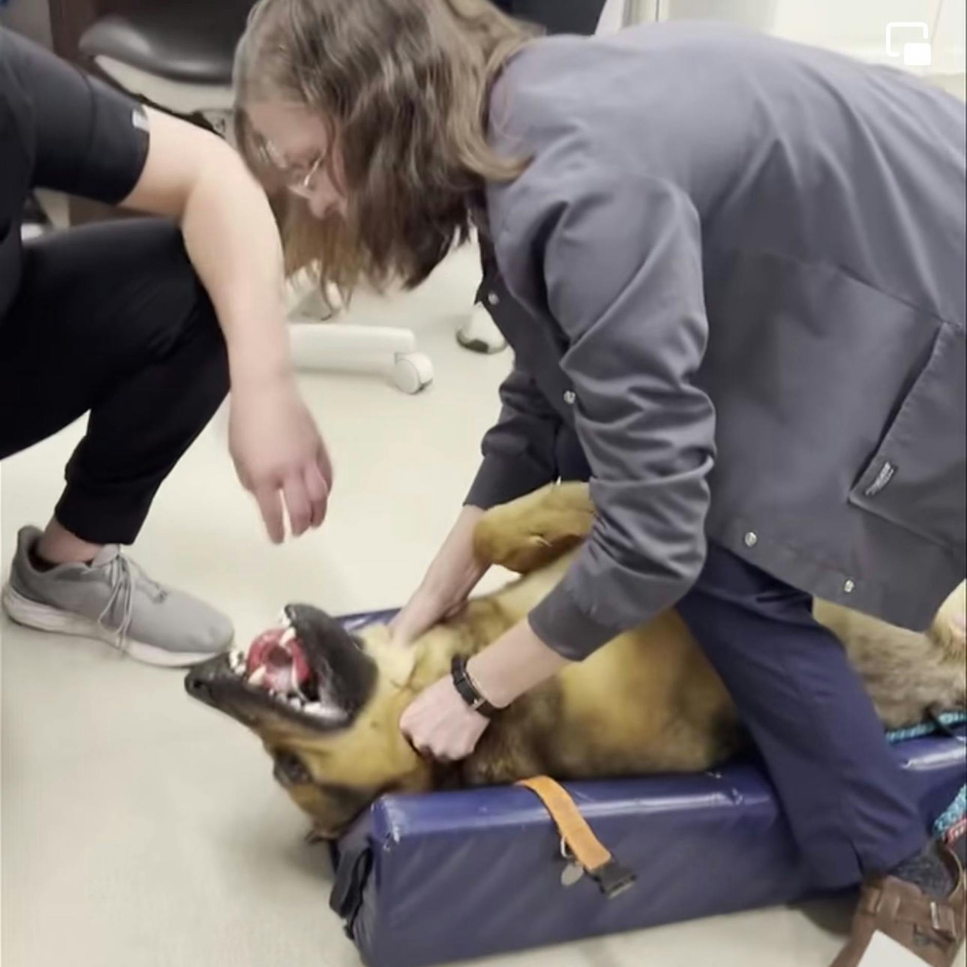 Tierärztin rettete Schäferhund vorm Ersticken +++ mit Video!