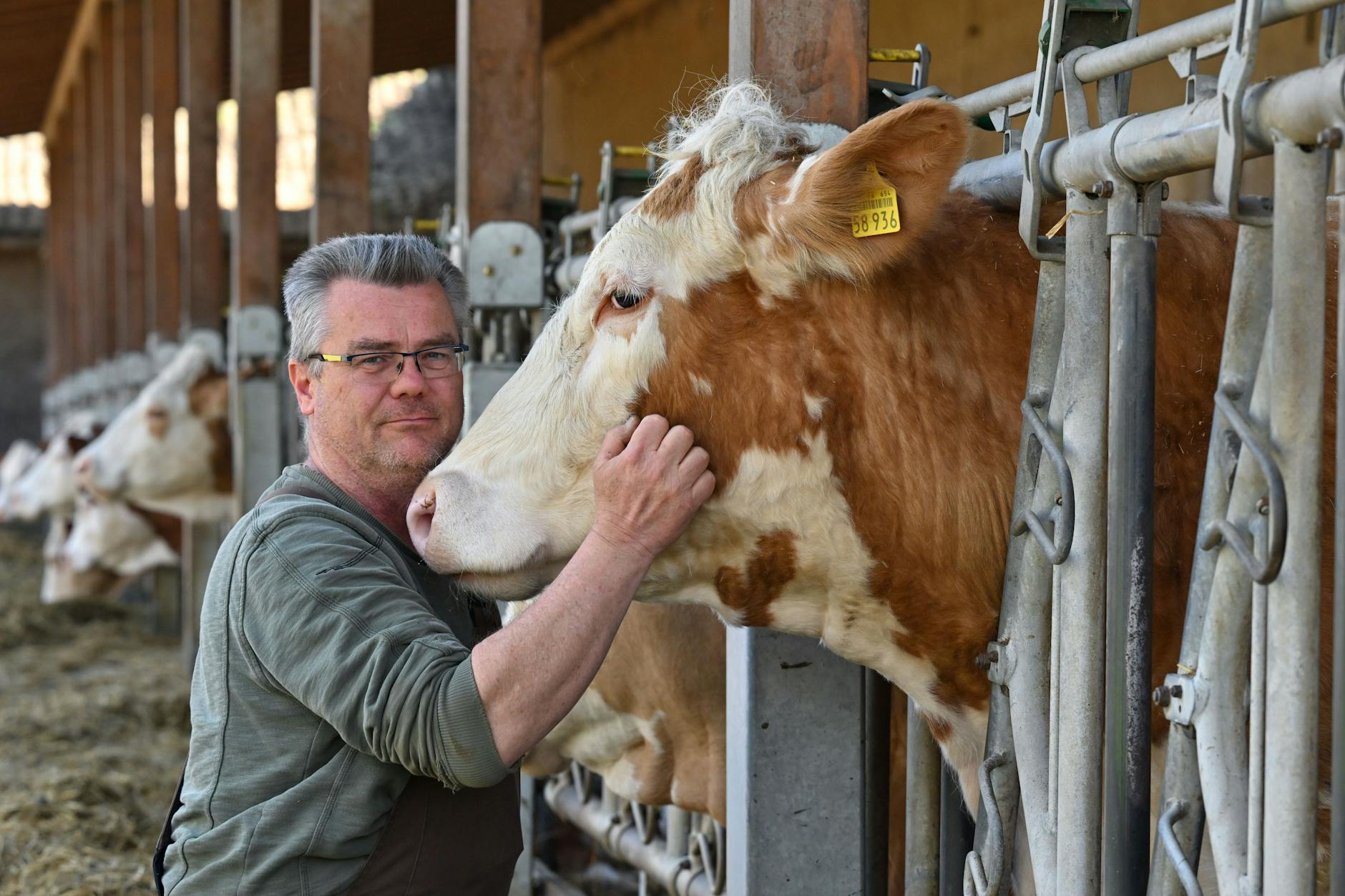 Landwirt Jan-Peter Vogel vom Naturgut Köllnitz am Großen Schauener See kümmert sich um eines seiner Rinder.