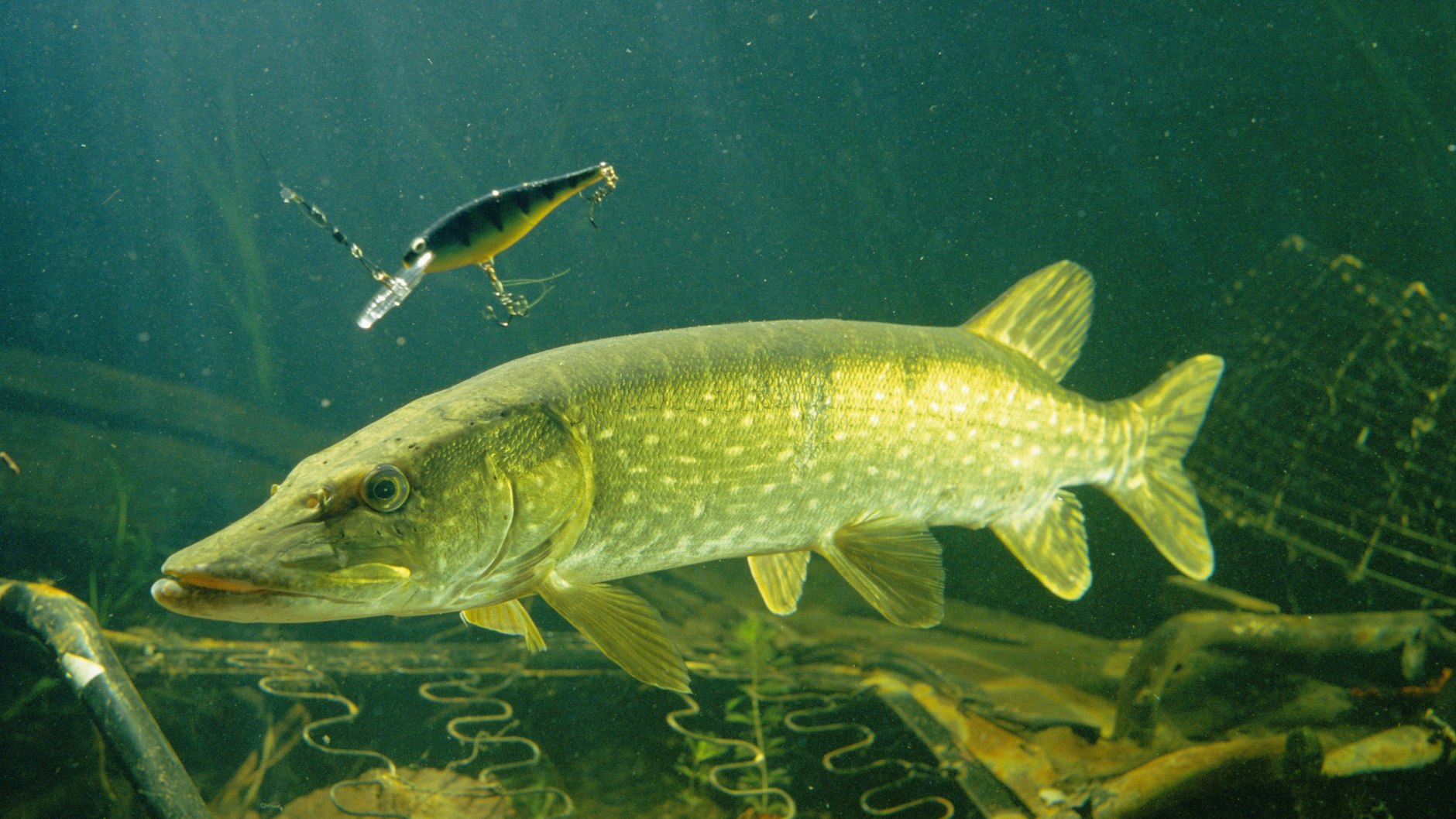 Mit Kunstködern aus Kunststoff versuchen Angler den Hecht an den Haken zu bekommen.