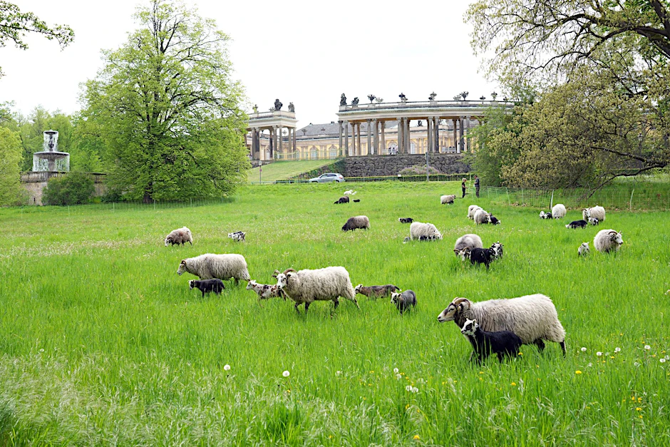 ARCHIV - Die ersten von insgesamt 150 Schafen weiden  auf der Wiese am Rossbrunnen hinter dem Schloss Sanssouci.  