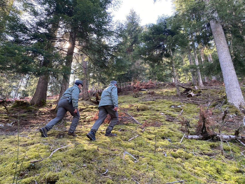Italien: Toter Problem-Bär gibt der Polizei Rätsel auf