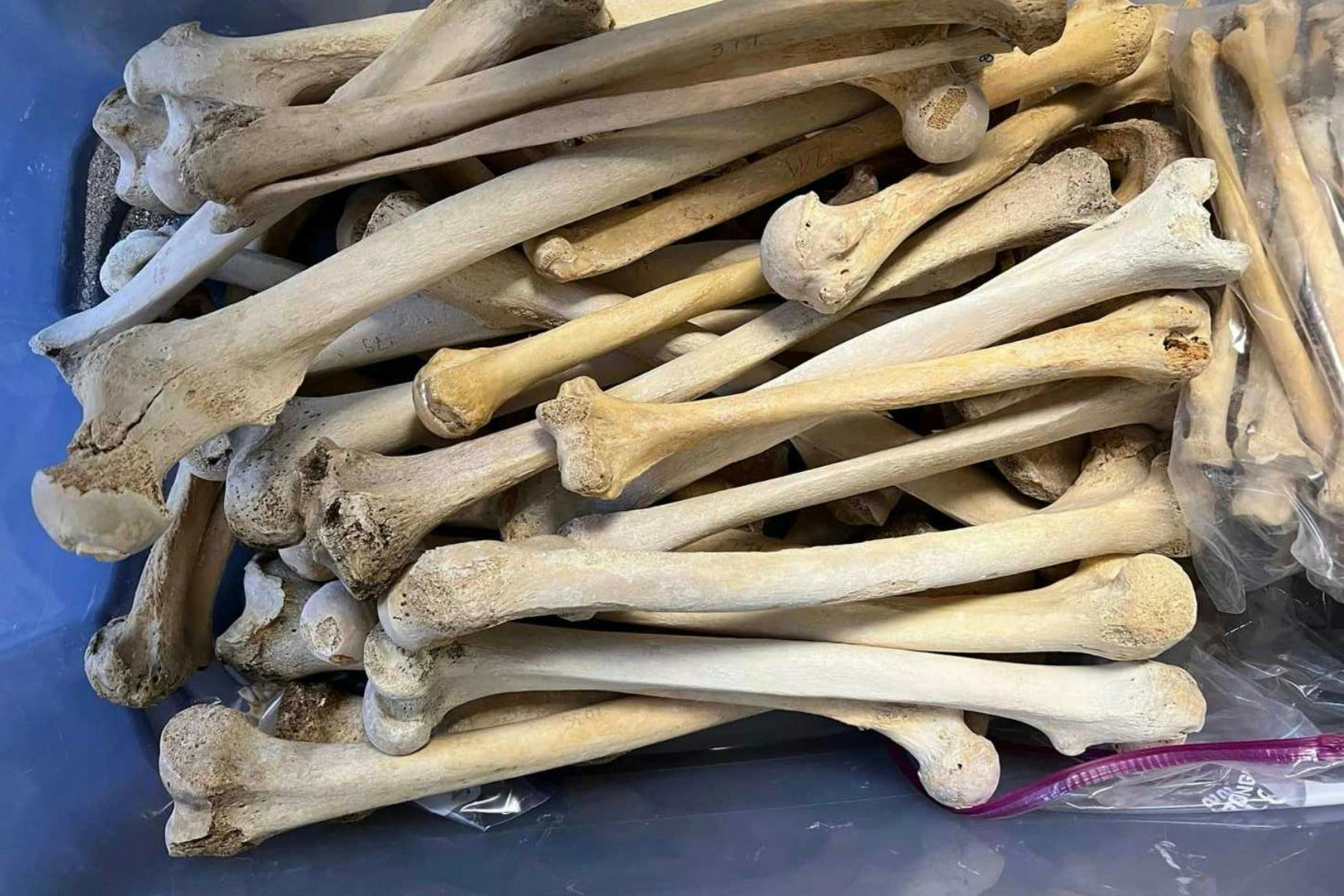 Das Foto zeigt Knochen, die bei Jeremy Lee Pauley gefunden worden. Es wurde von der Staatsanwaltschaft herausgegeben.