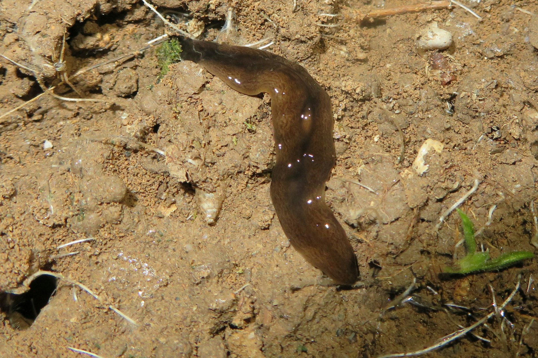 Hobbygärtner aufgepasst: Eine exotische Plattwurmart breitet sich neuerdings in deutschen Gärten aus.&nbsp;