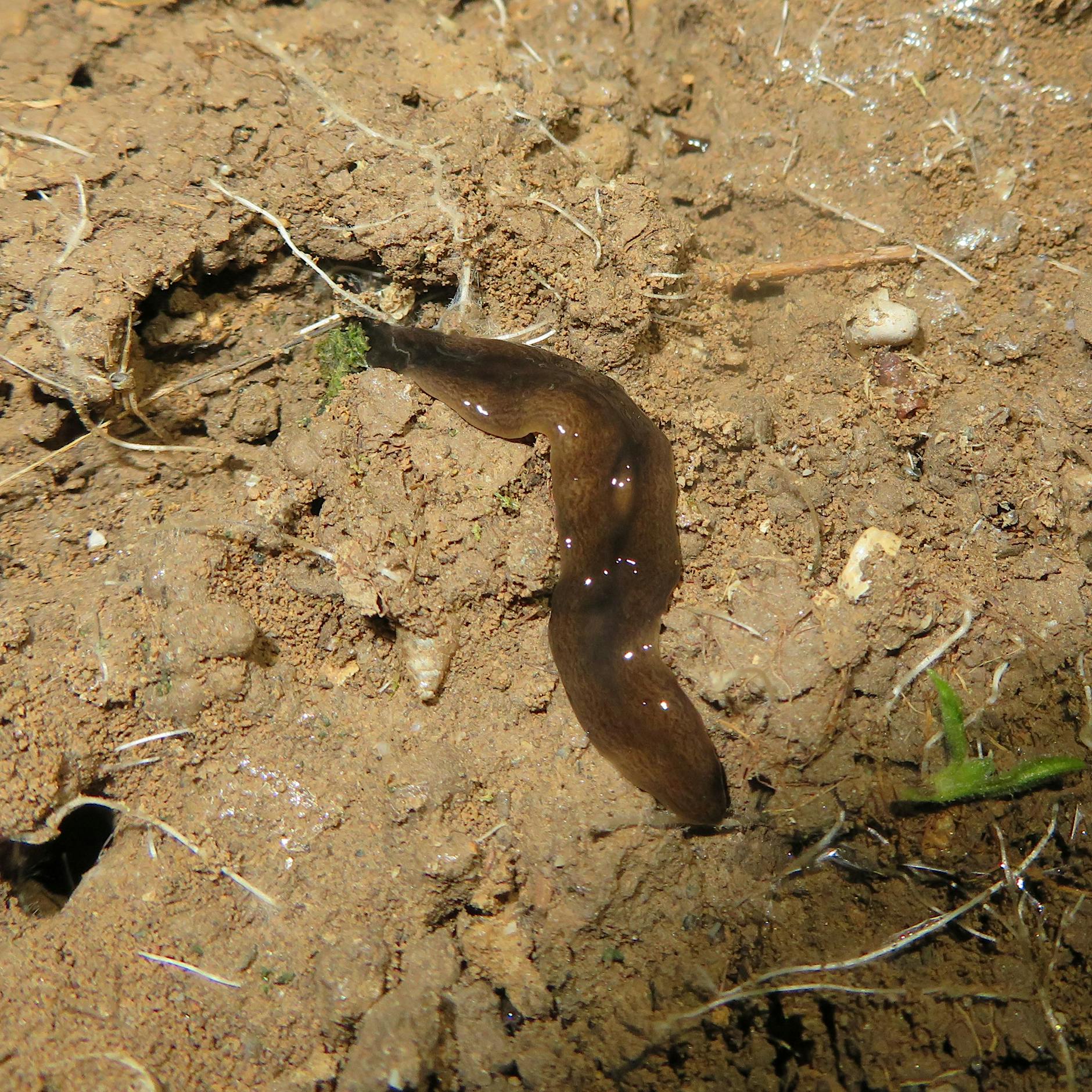 Fleischfressender „Obama“-Wurm breitet sich in Deutschland aus – Bundesamt warnt