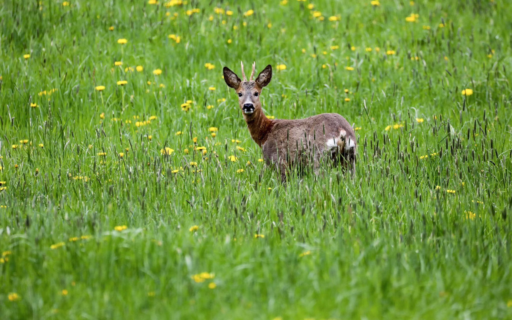 Rehbock steht auf einer Wiese in Unlingen, auf der Löwenzahn blüht.  
