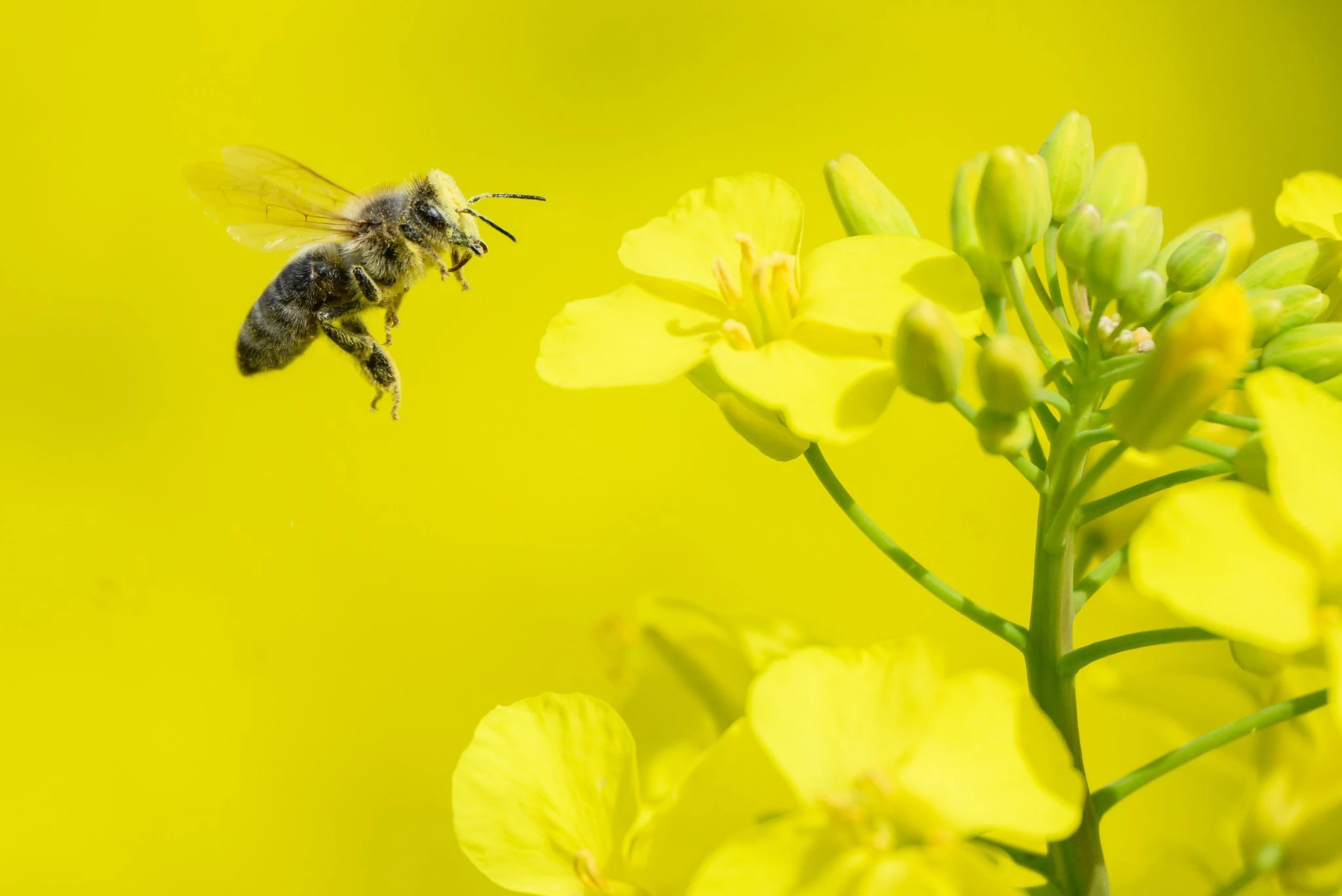 Der Raps steht bei Hannover in seiner vollen Blüte. Das freut nicht nur Landwirte, Anwohner und Urlauber - sondern auch diese kleine Biene.  