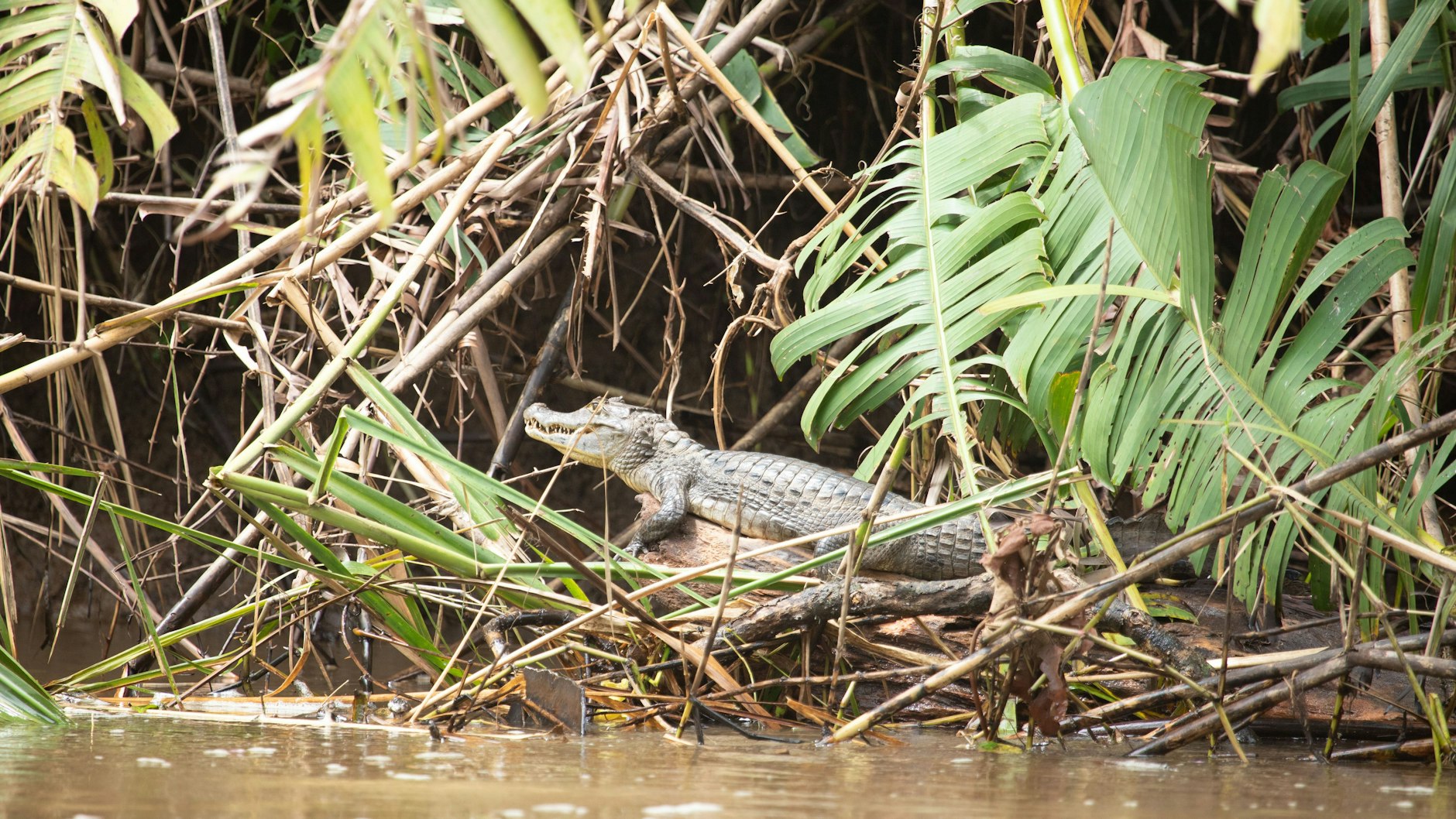 In Australien wurde ein Angler vermutlich von einem Krokodil gefressen. (Symbolbild)