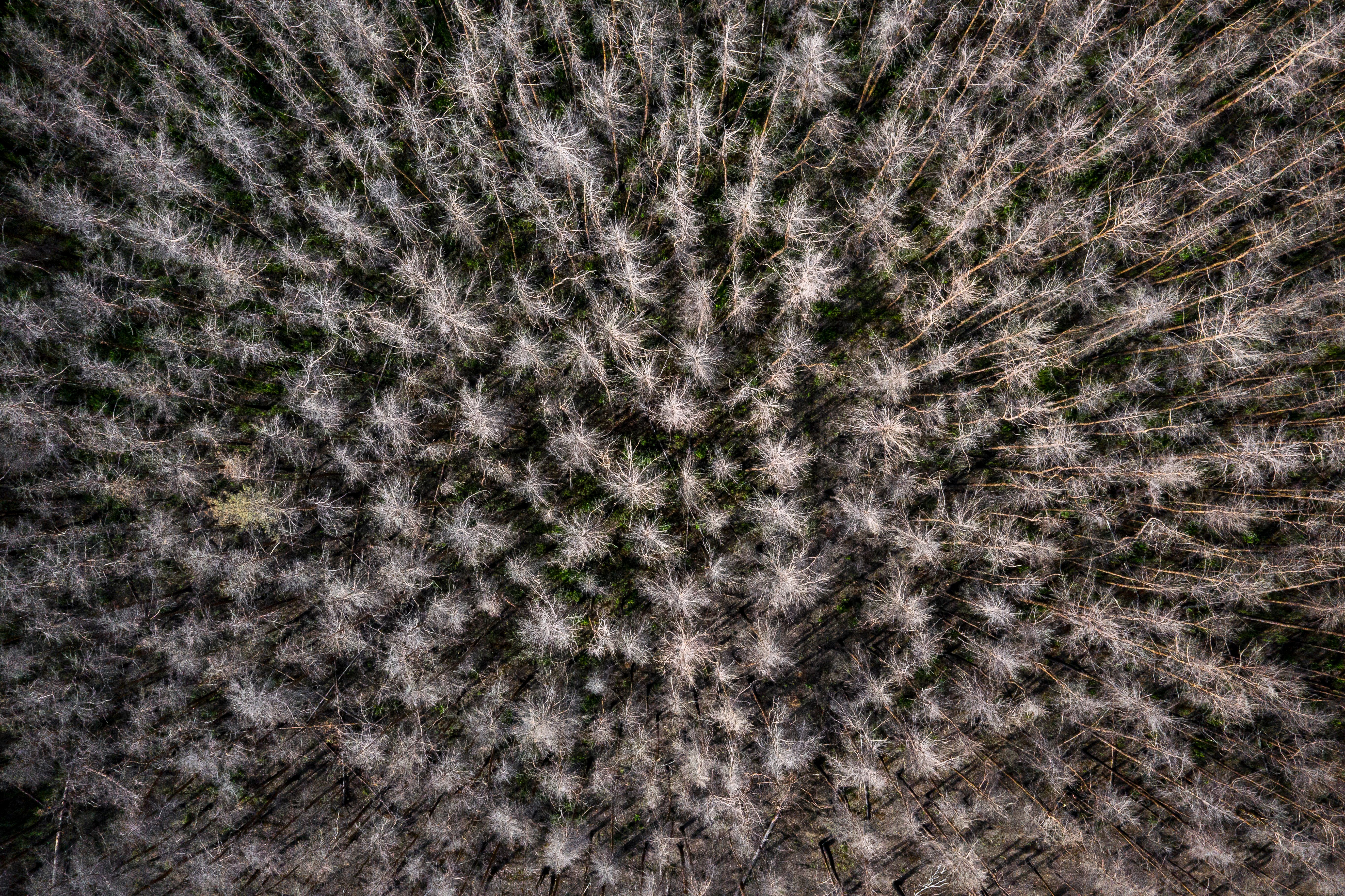 Waldsterben: Wird der Kampf gegen den Klimawandel zum Todesurteil für die Wälder?