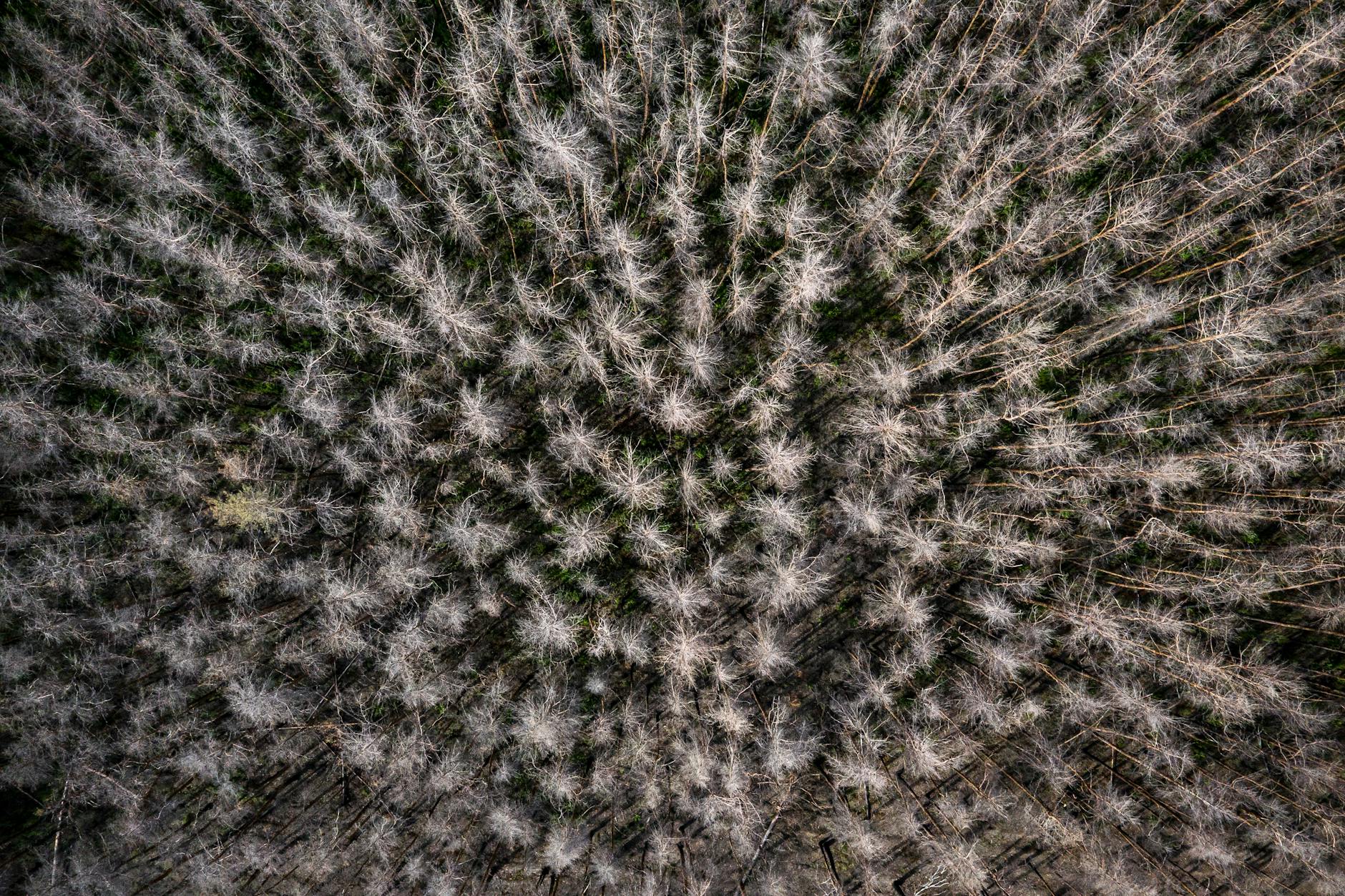 Ein toter Wald bei Treuenbrietzen in Südbrandenburg: Bäume, die durch den Klimawandel geschädigt sind, fallen auch schneller Waldbränden zum Opfer.