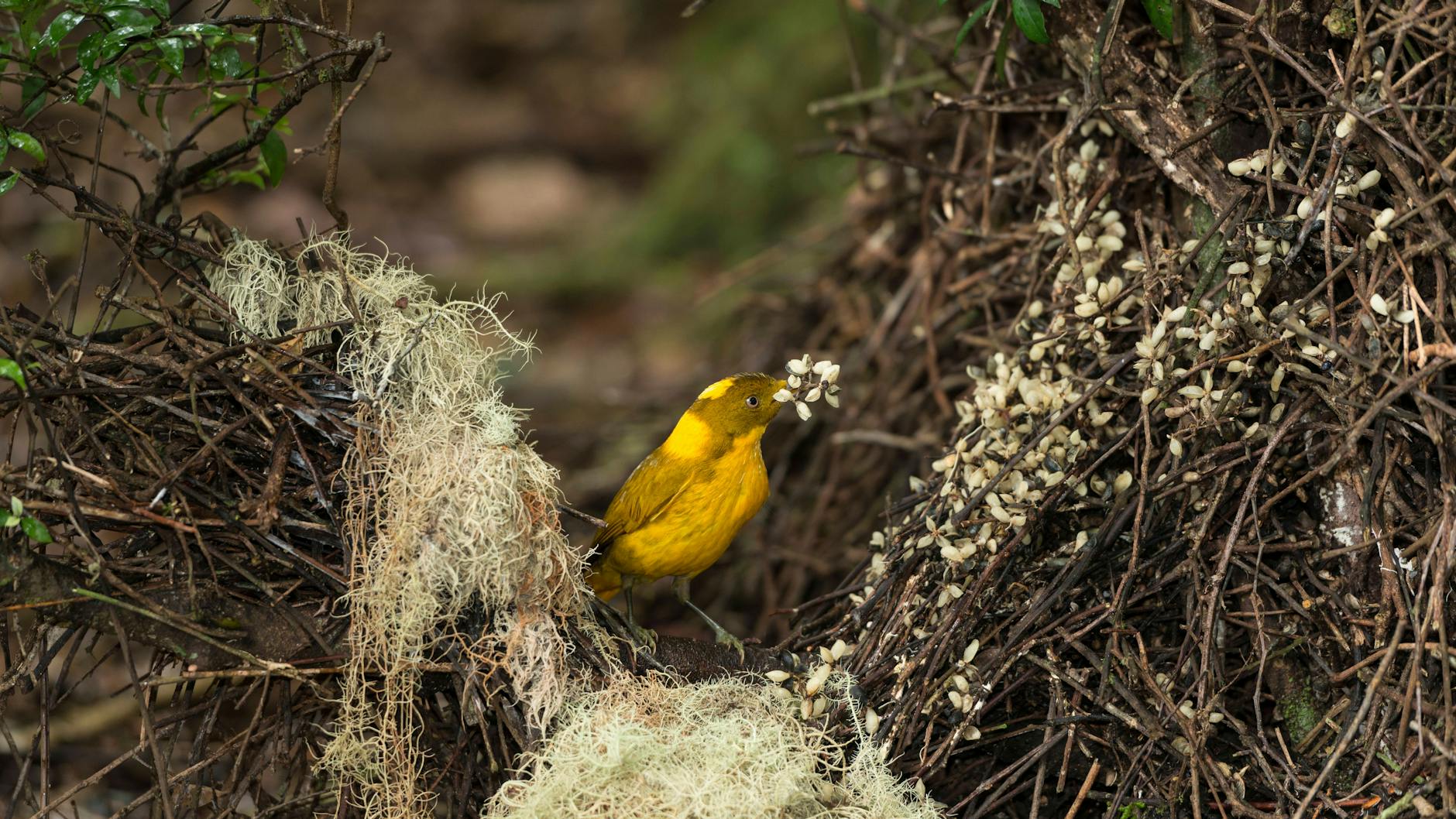 Der Säulengärtner ist ein Vogel, der Säulen aus Reisig und Blumen baut, um Weibchen zu imponieren - er kam sogar schon bei Genial daneben vor.