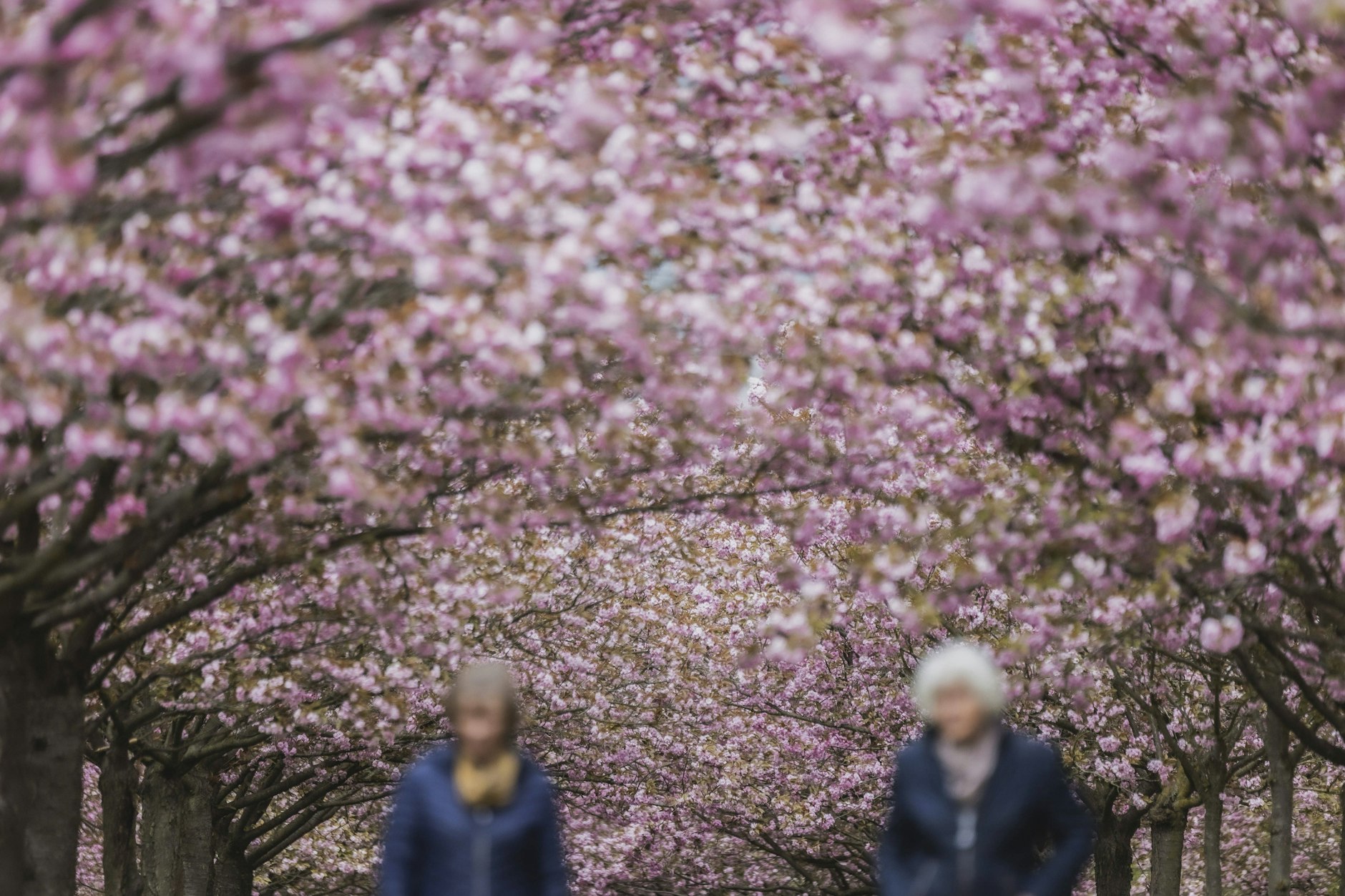 Frühling in Berlin unter Kirschblüten