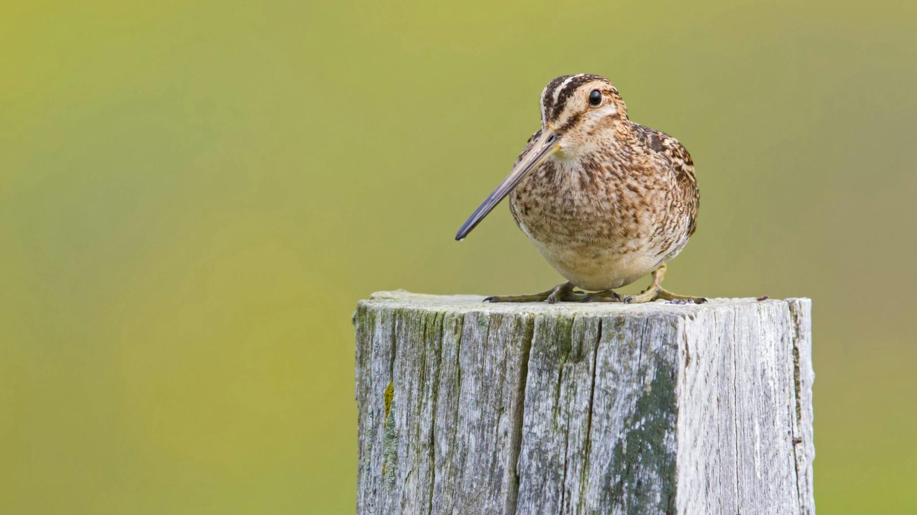 Gelernt dank „Genial daneben“: Die sogenannte Himmelsziege ist ein Vogel, der im Sturzflug Geräusche macht, die klingen, als würde eine Ziege meckern.