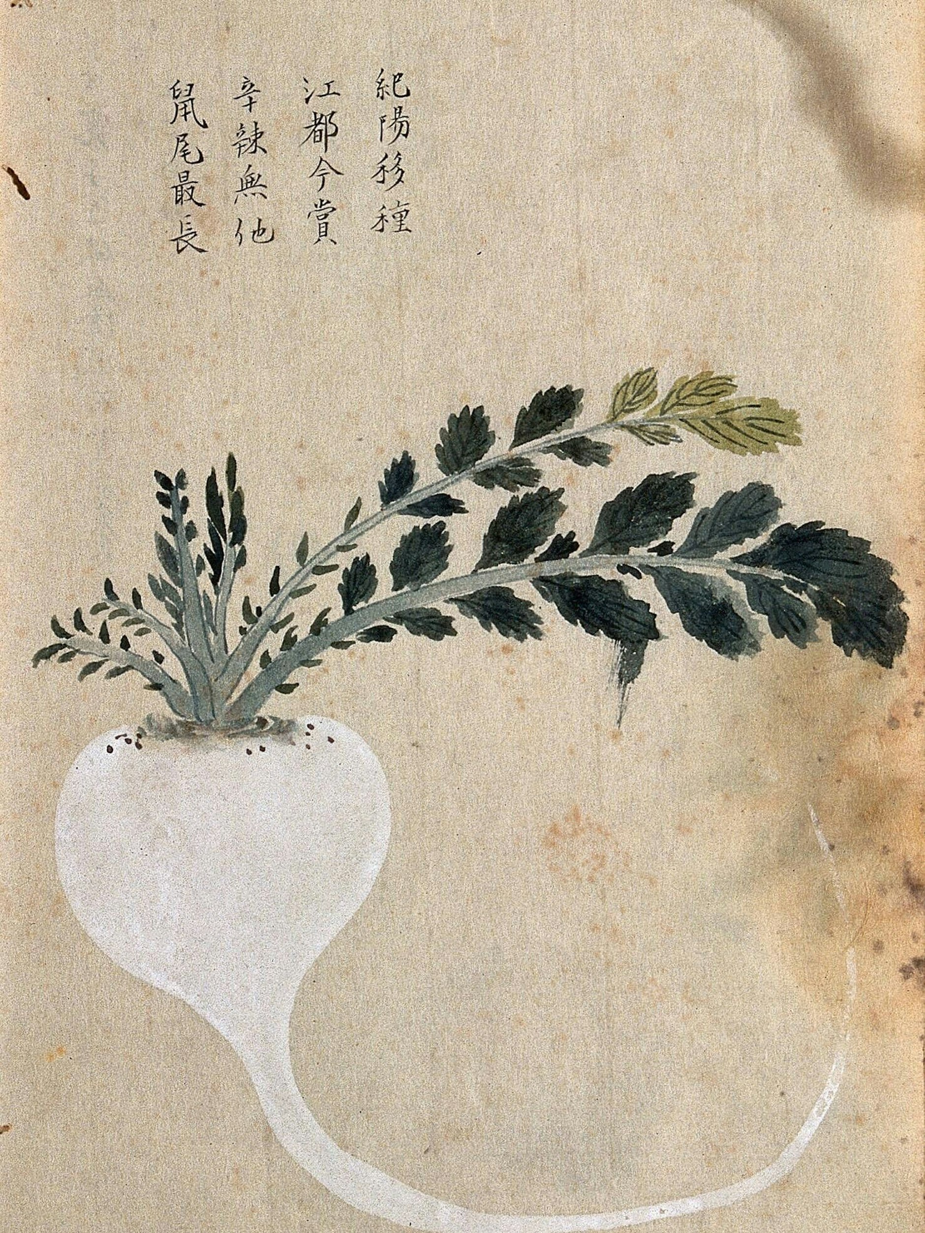 Turnip Brassica rapa: Auch die Japaner lieben Speiserüben. Besonders ihren Rettich.