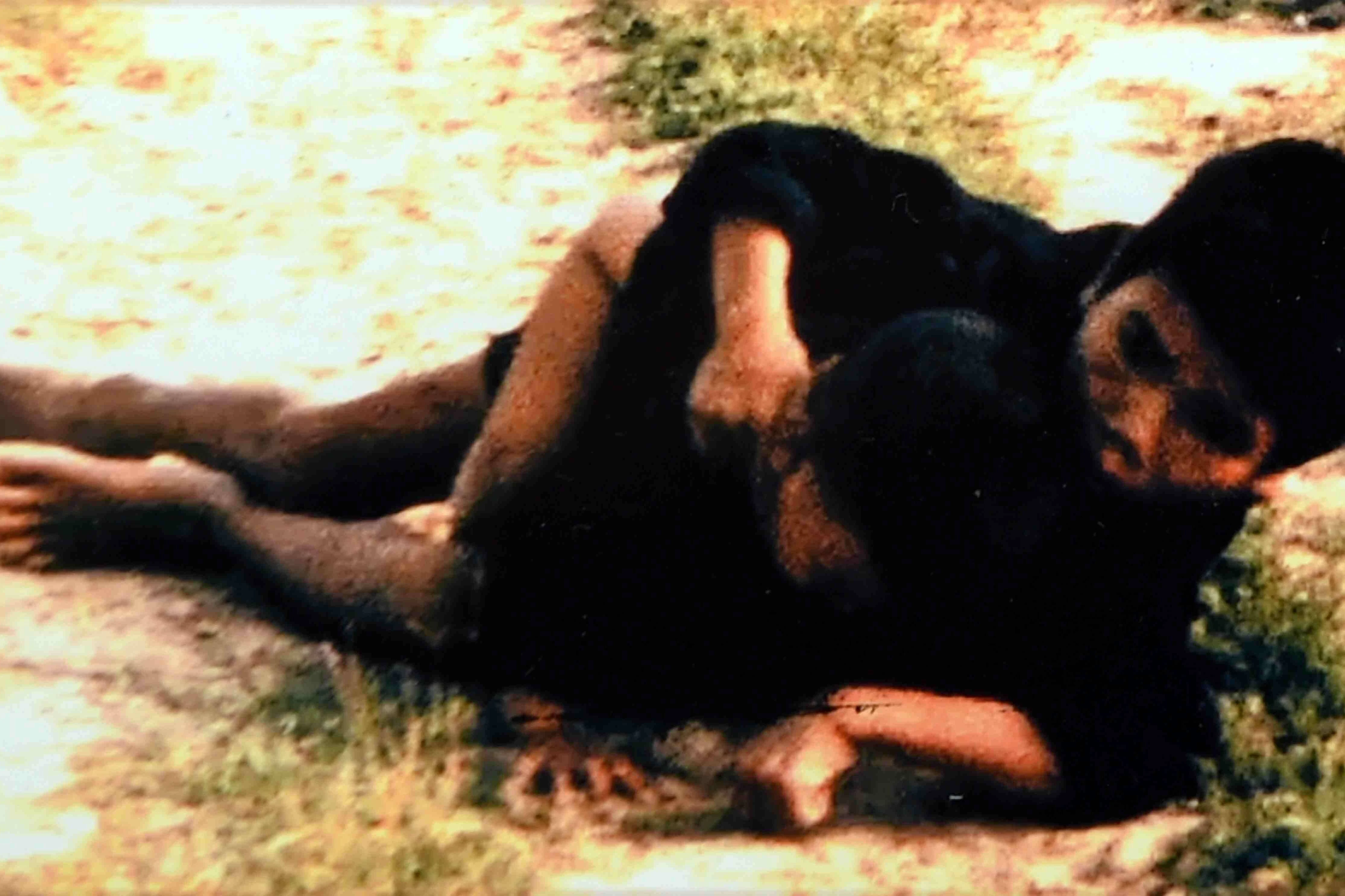 Das Massaker von My Lai wurde von der US-Armee vertuscht. Erst durch Recherchen des Journalisten Seymour Hersh gelangte das Geschehen an die Öffentlichkeit.