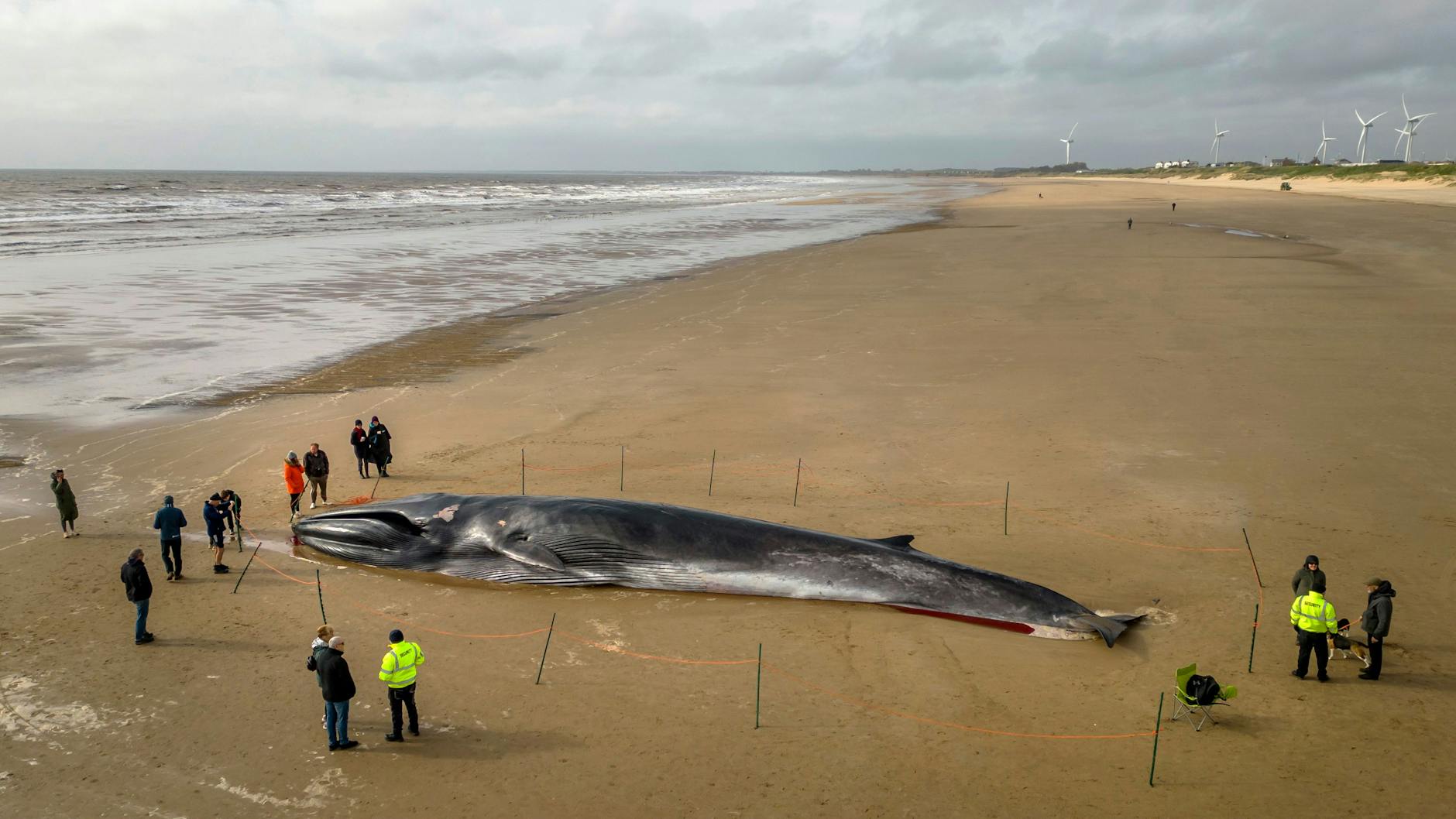 Der tote Wal ist 17 Meter lang. 
