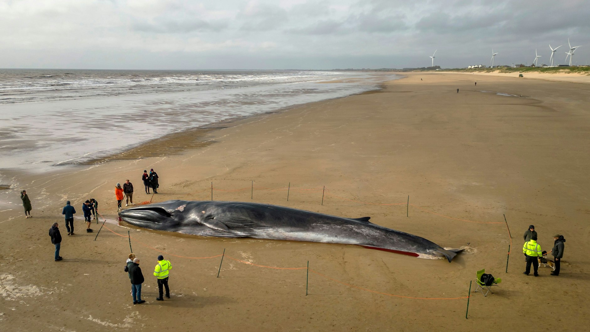 Der tote Wal ist 17 Meter lang.&nbsp;