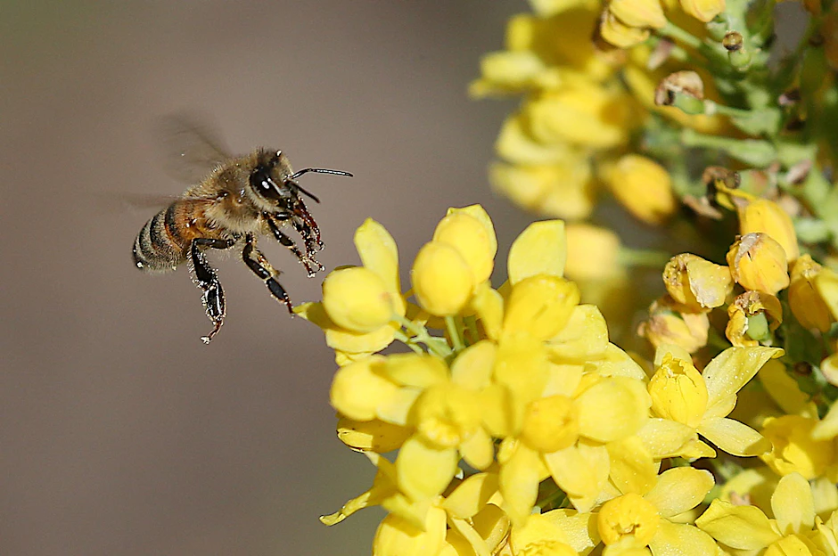 ARCHIV - Studien zufolge schädigen Neonikotinoide Wild- und Honigbienen erheblich.  