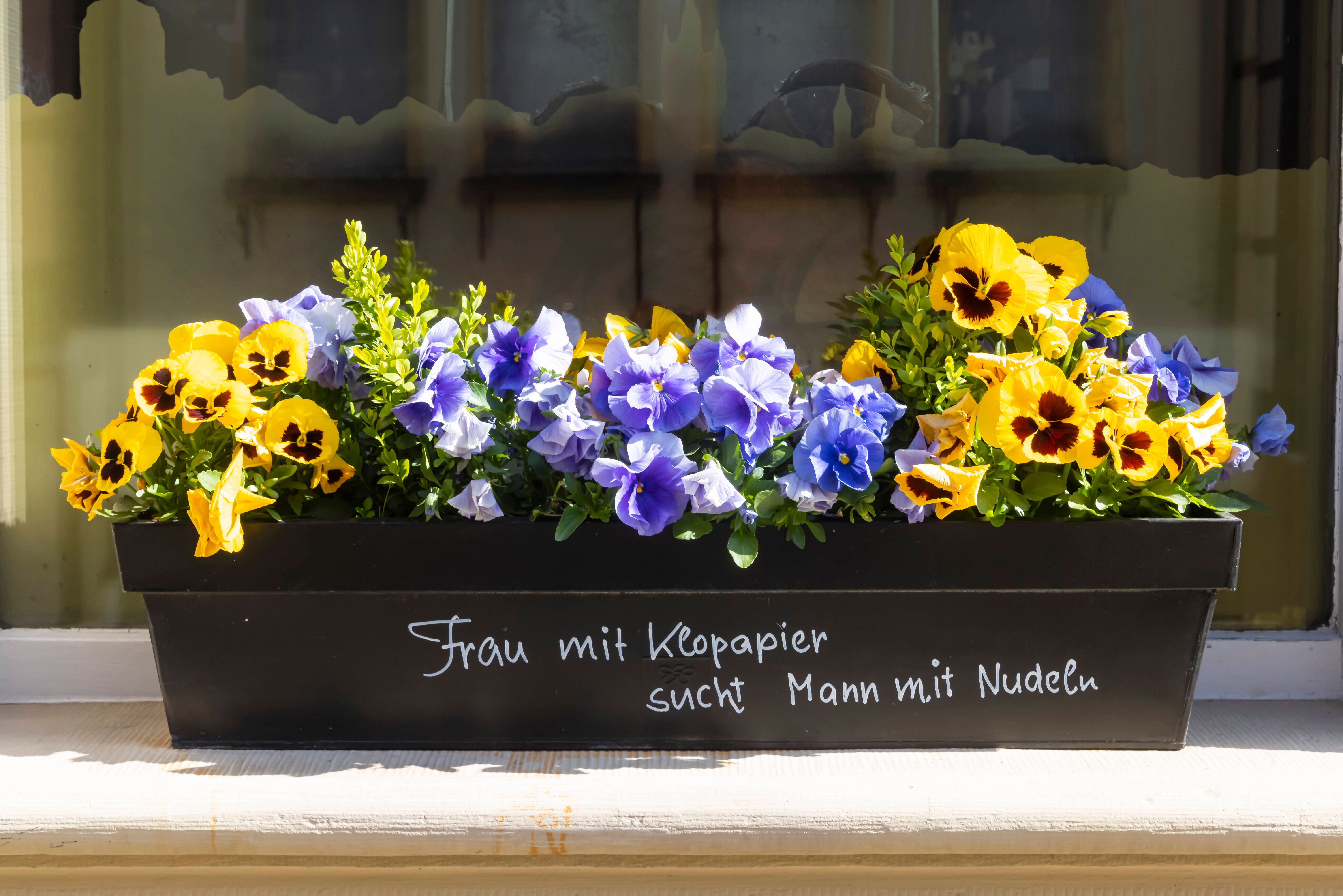 Image - Stiefmütterchen pflanzen, gießen, düngen: Tipps fürs Blütenmeer