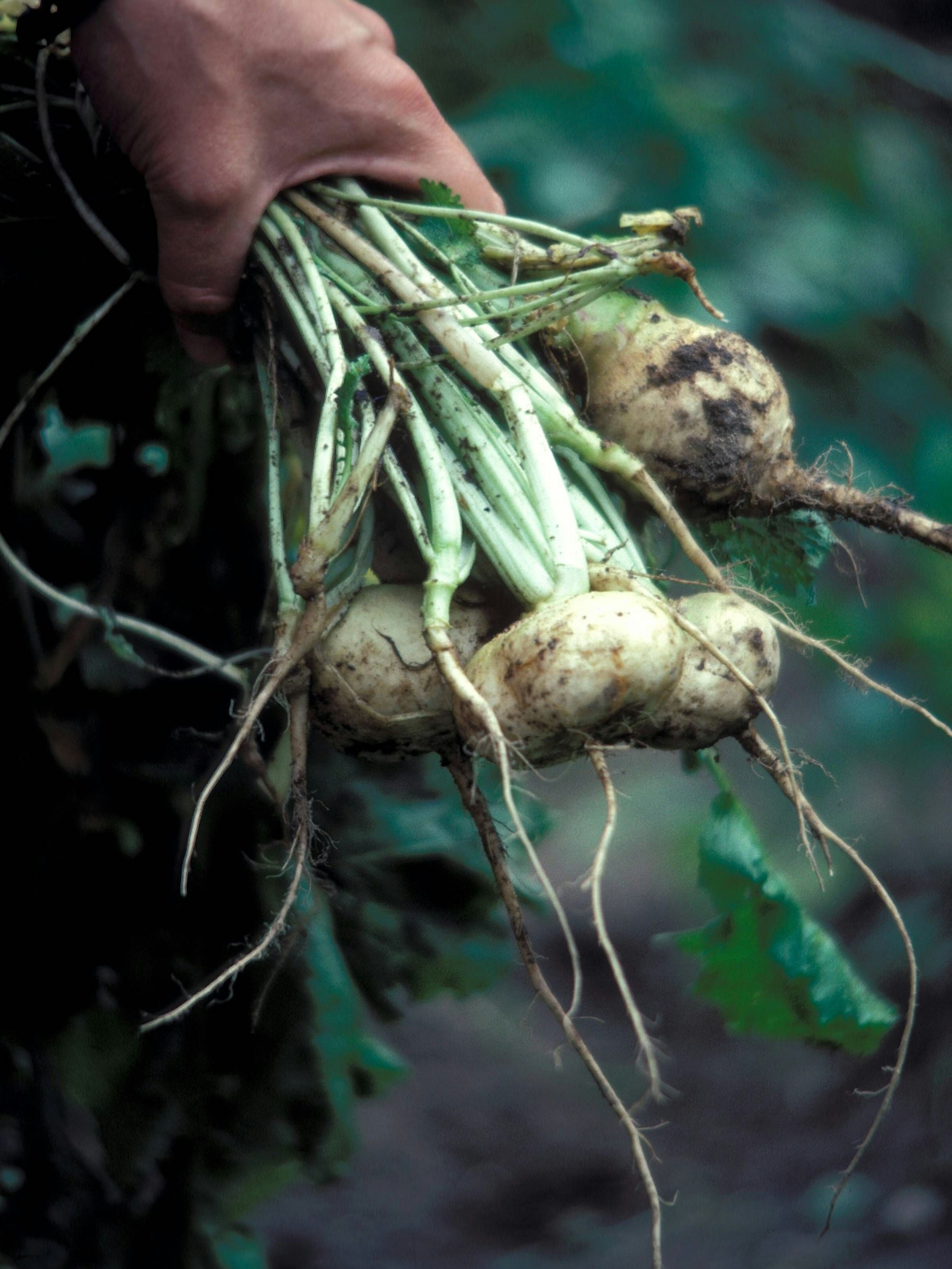 Noch mal mit Erde dran: die legendäre Teltower Rübe, auch <em>Navets de Teltow</em> genannt