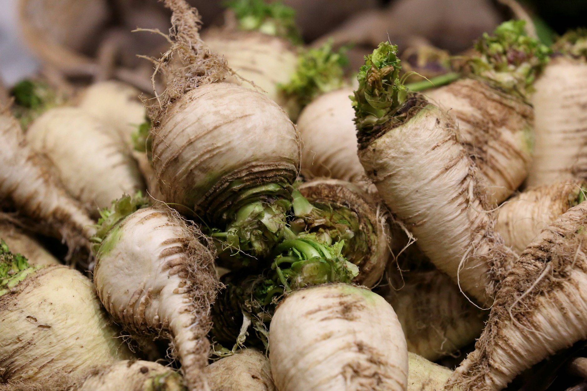 Klein und etwas schrumpelig, aber ein Hochgenuss: die berühmten Teltower Rübchen.