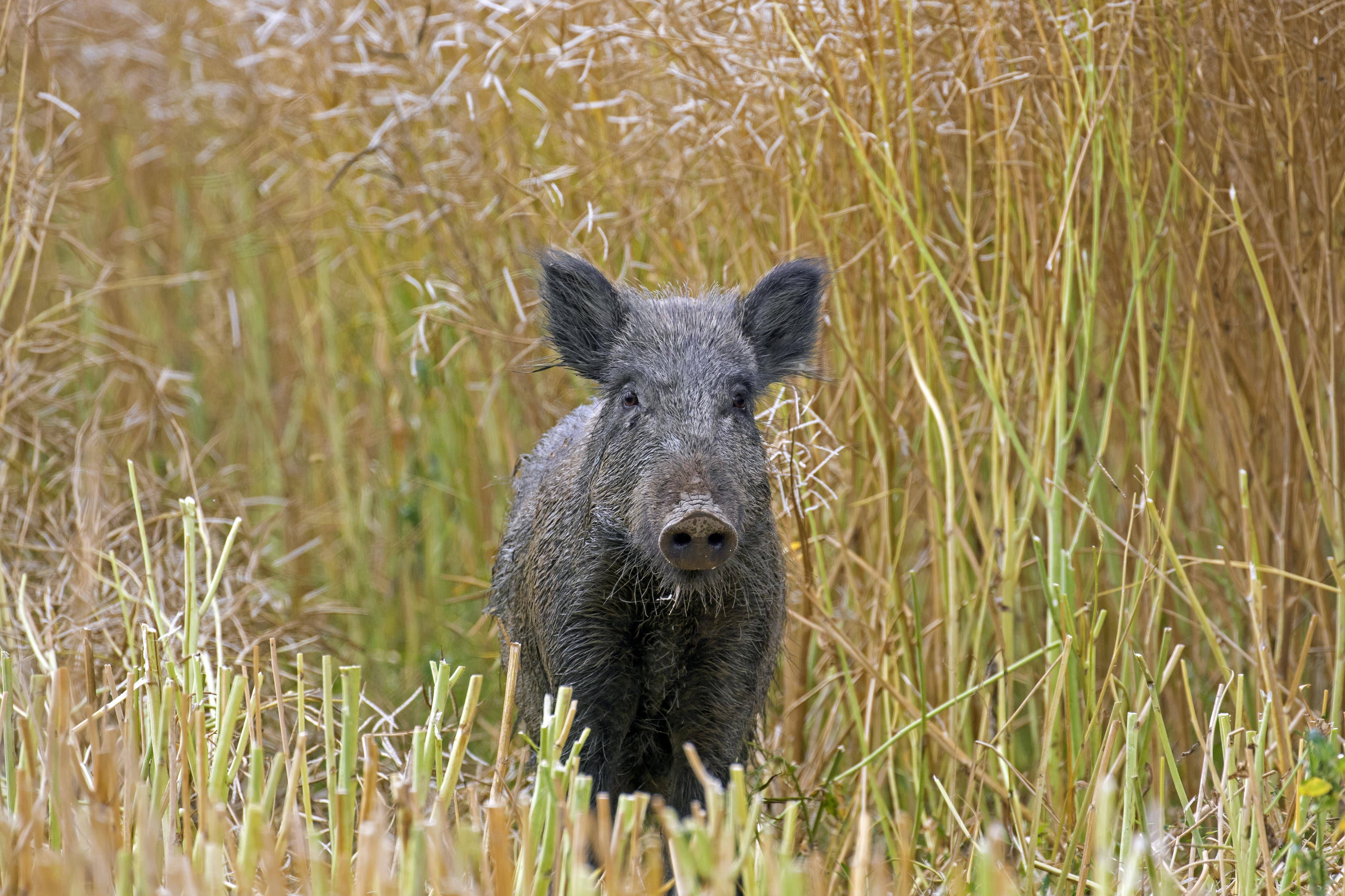 Image - Krasser Fall: Sarden wegen tiefgefrorenem Wildschwein vor Gericht – DAS steckt dahinter