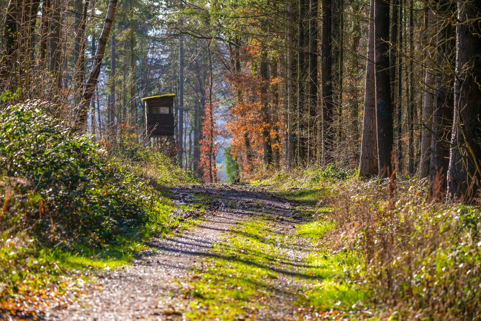 Ein Hochsitz neben einem Waldweg. (Symbolbild)