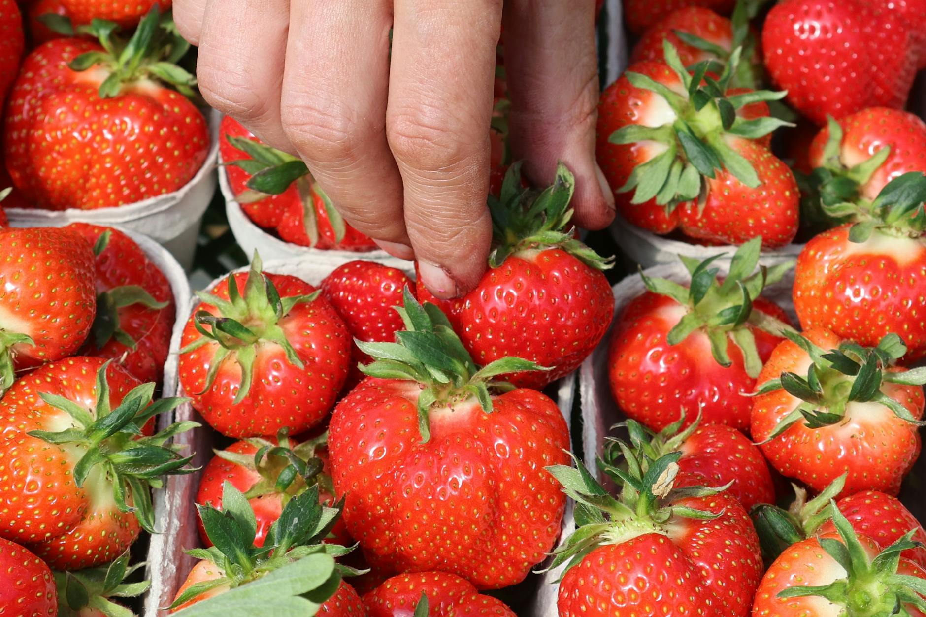Frisch geerntete Erdbeeren: Die Saison hat begonnen.