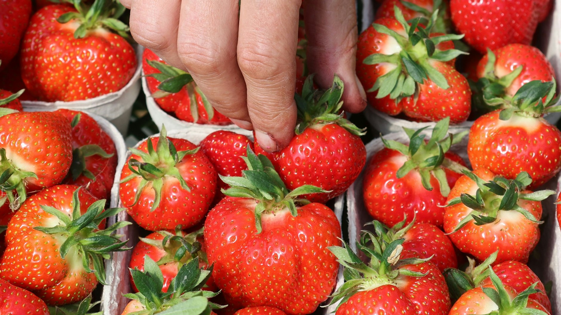 Frisch geerntete Erdbeeren: Die Saison hat begonnen.